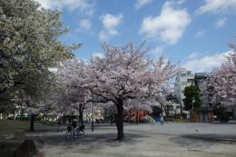 日暮里南公園サクラ