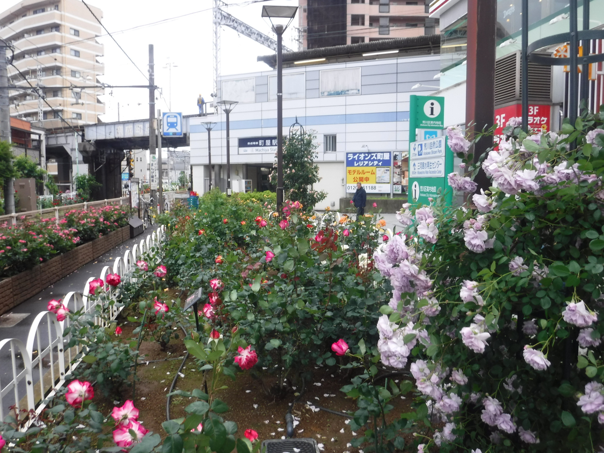 花壇の様子