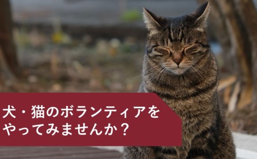 犬・猫のボランティアになりませんか