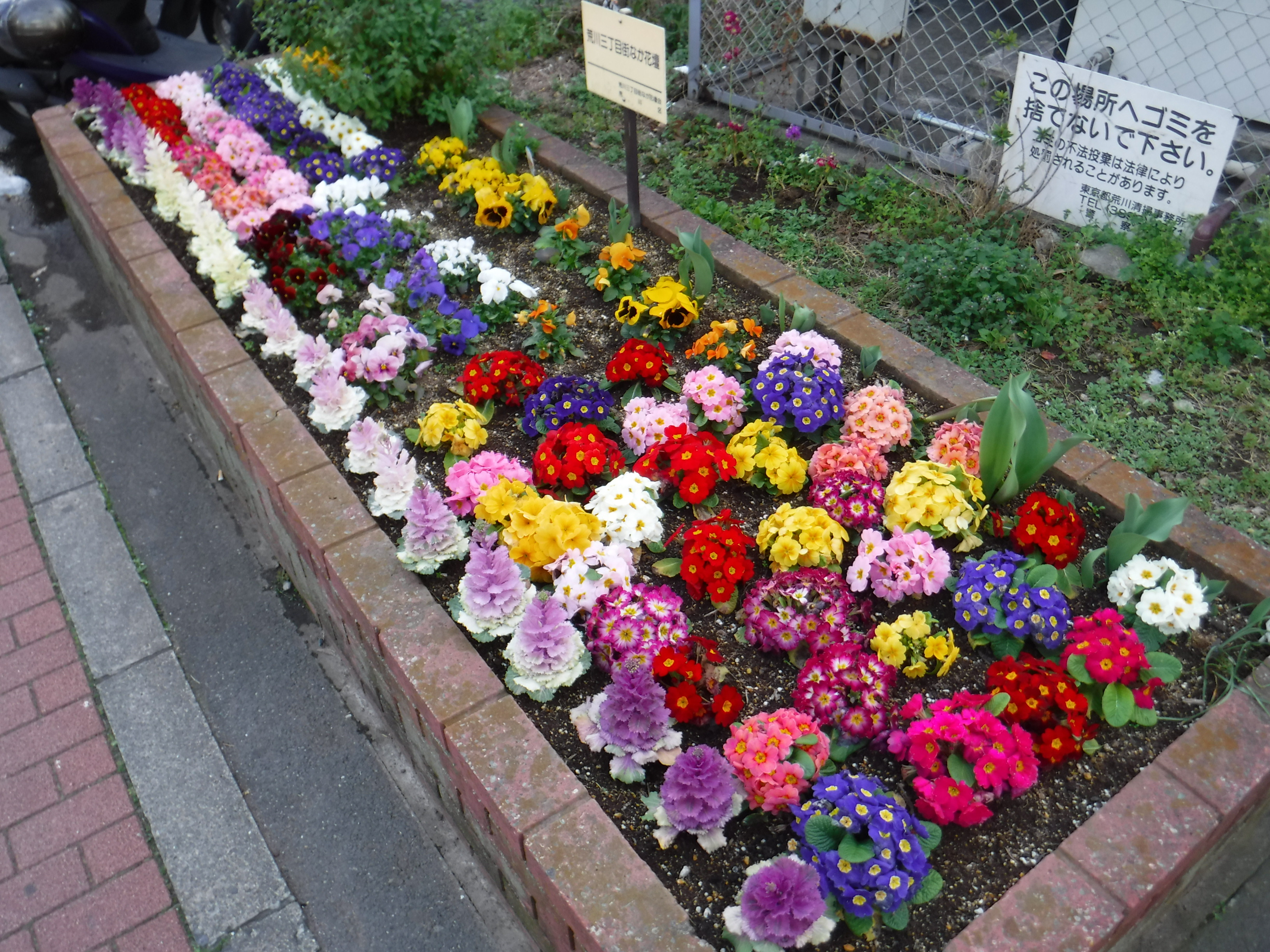 花壇の様子