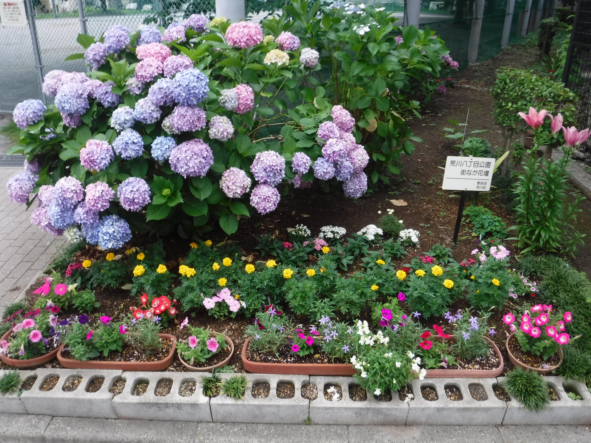 花壇の様子