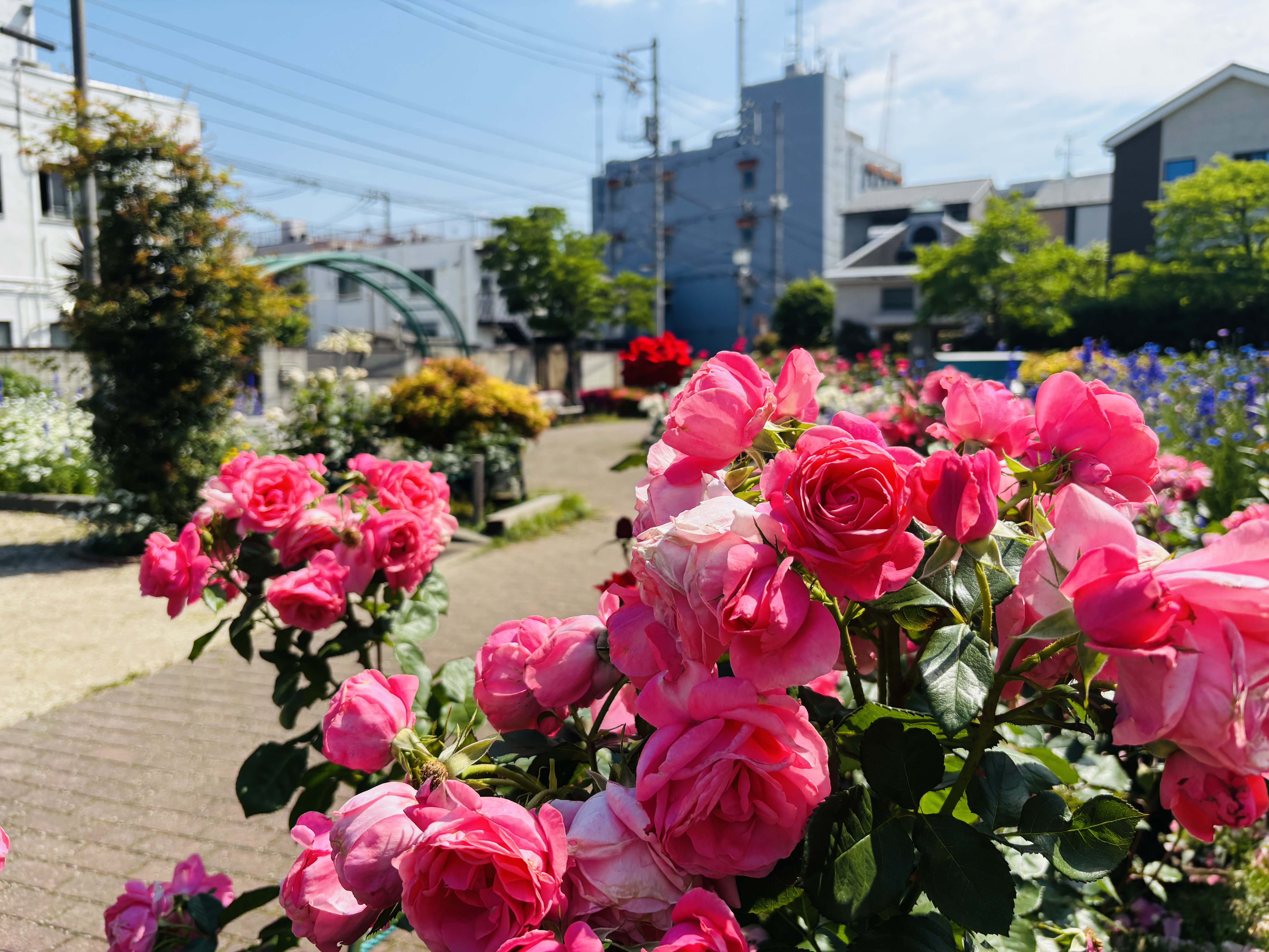 2026バラ開花状況