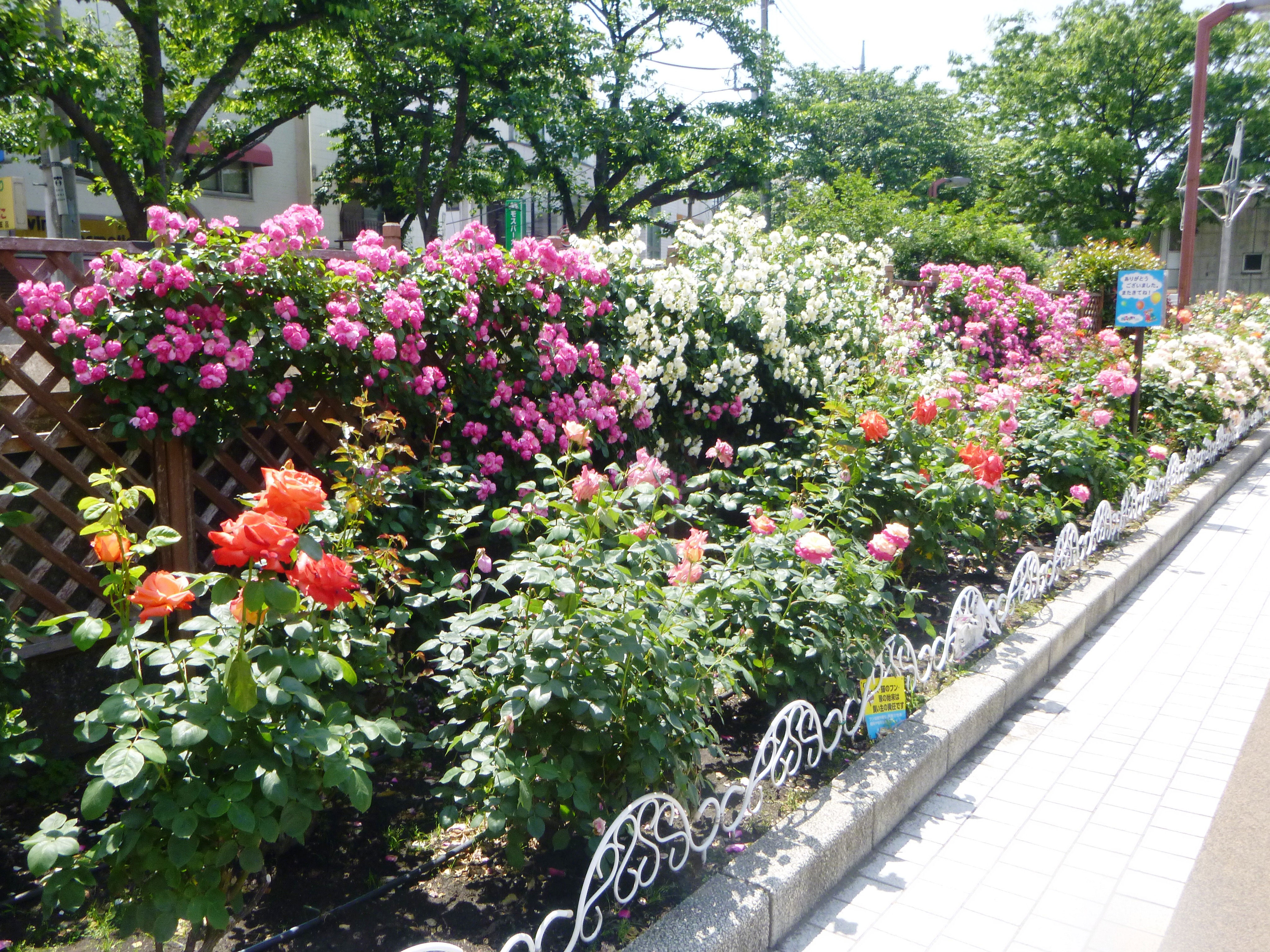 花壇の様子