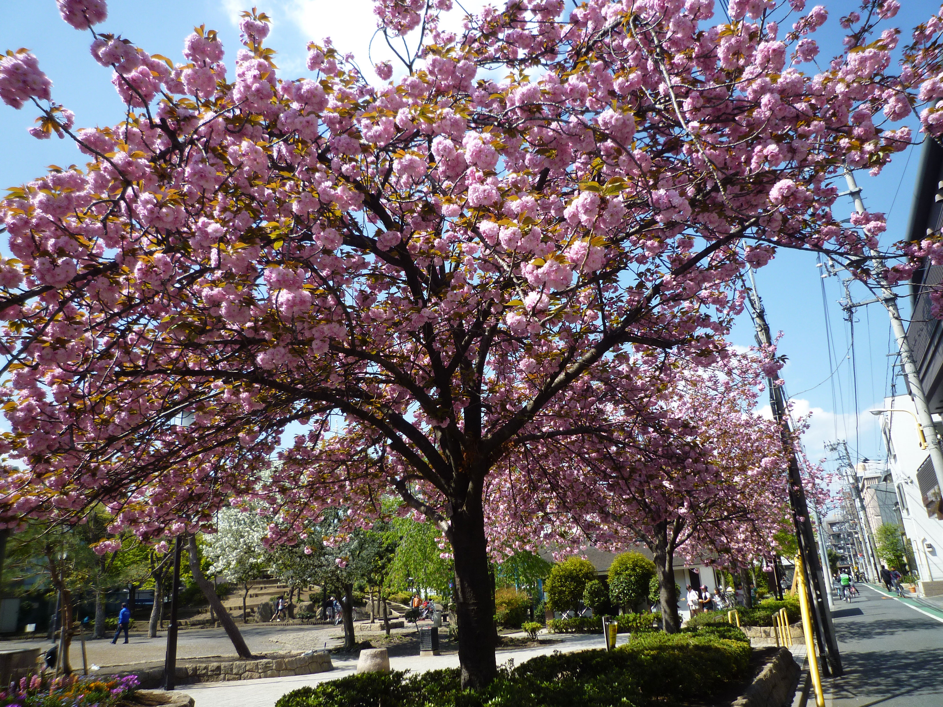 園内の桜の様子