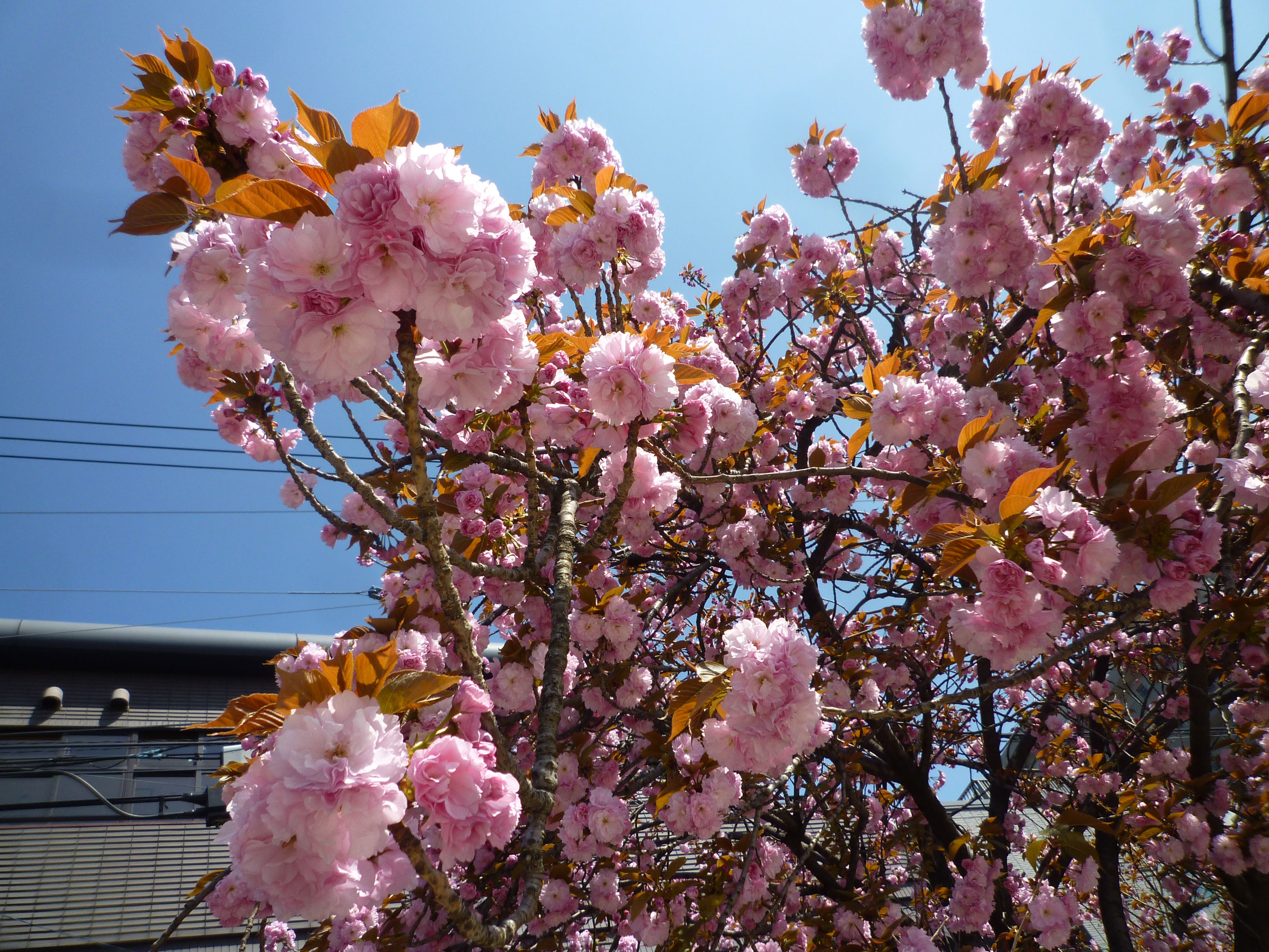 園内の桜の様子