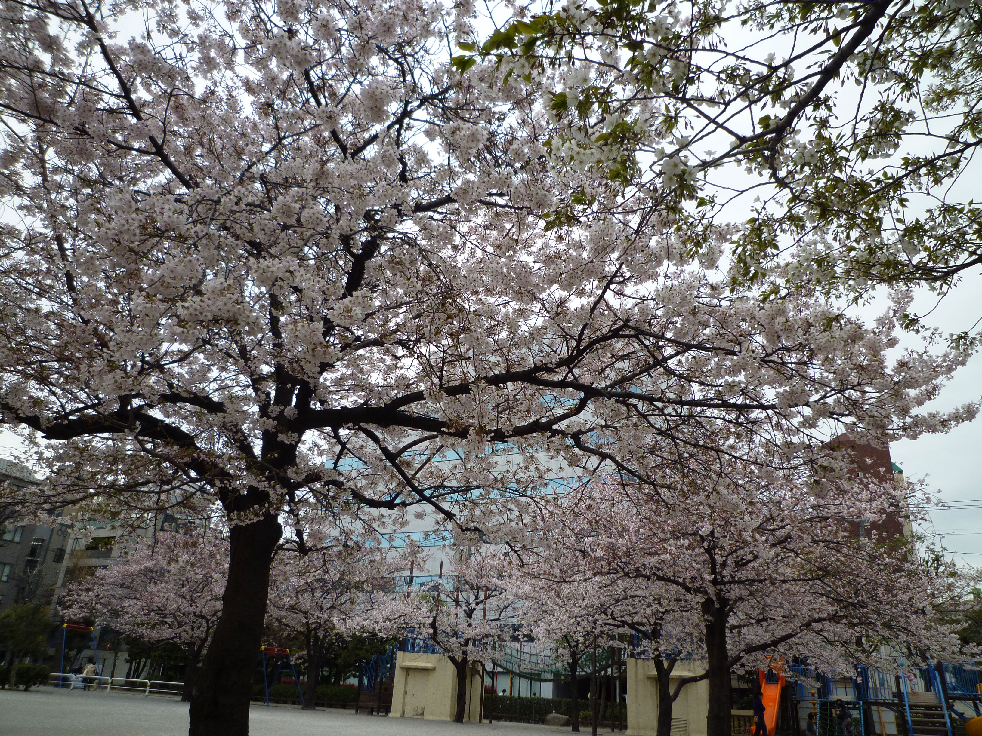 園内の桜の様子