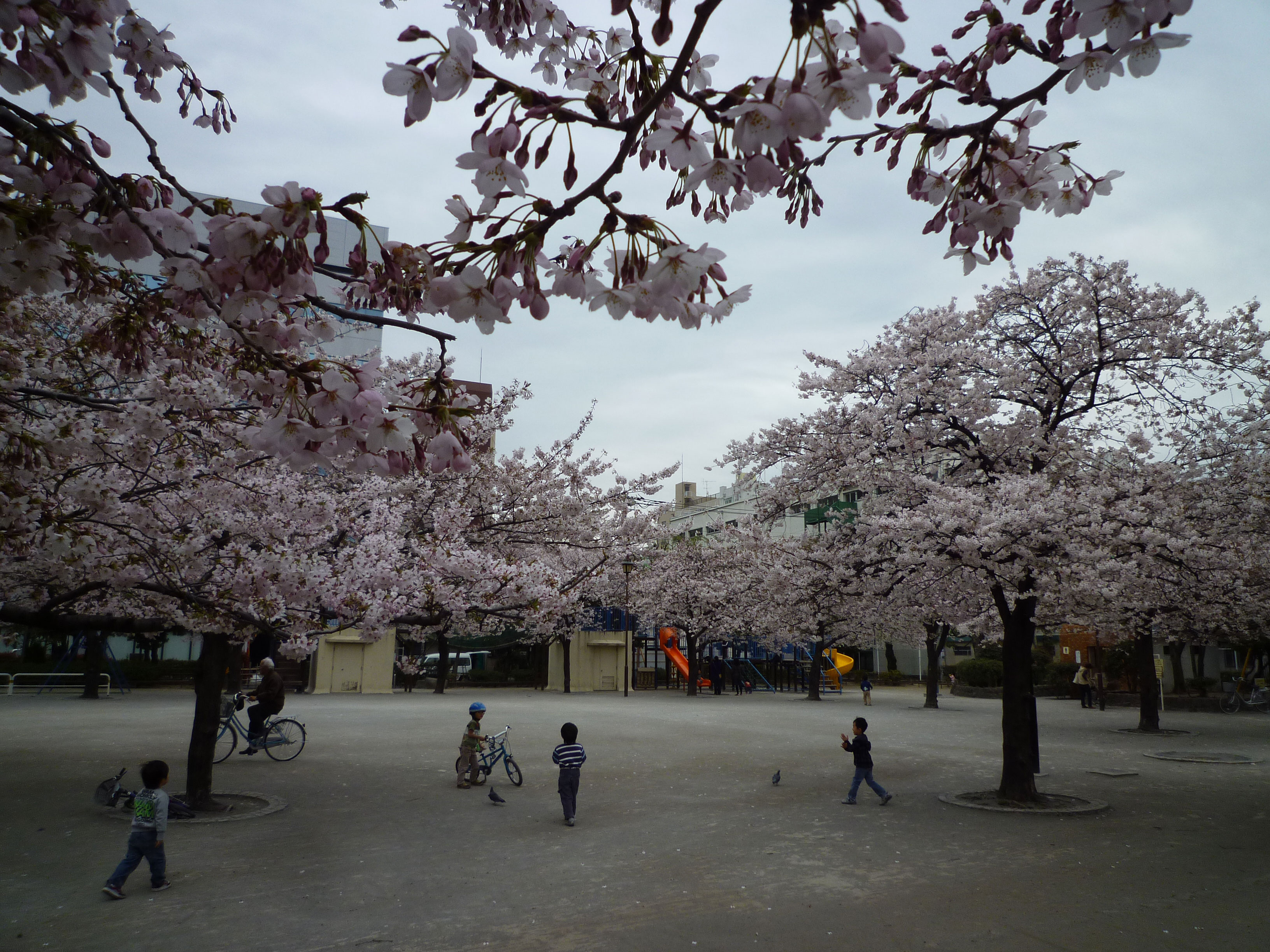 園内の桜の様子