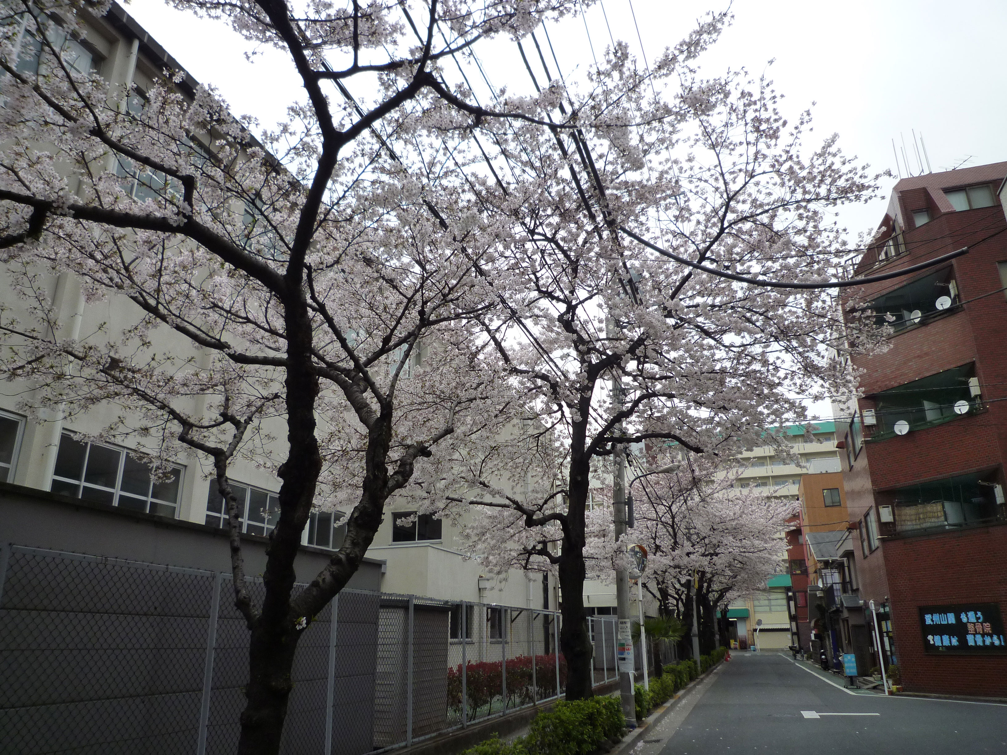 都立竹台高校周辺の桜の様子