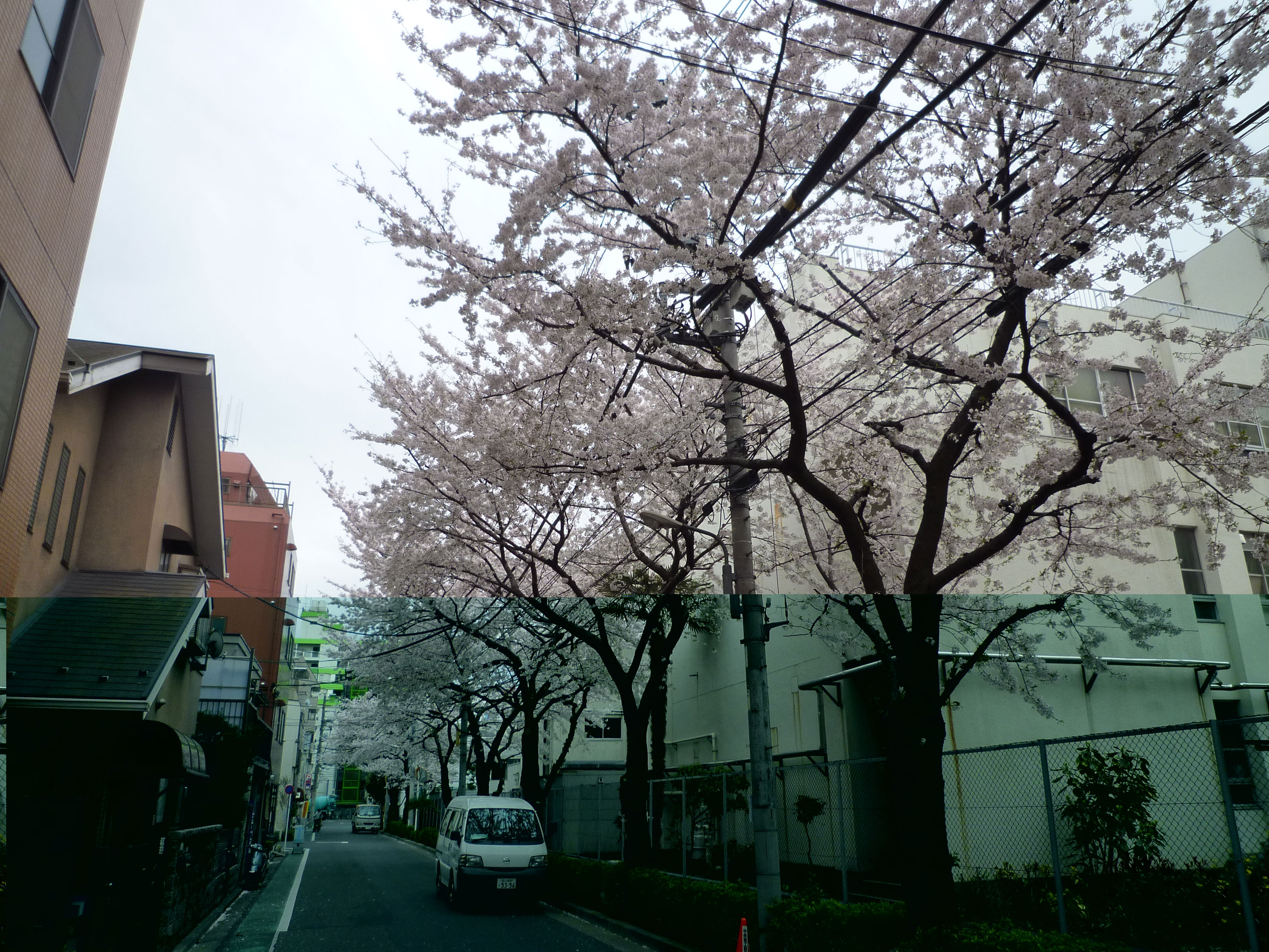 都立竹台高校周辺の桜の様子