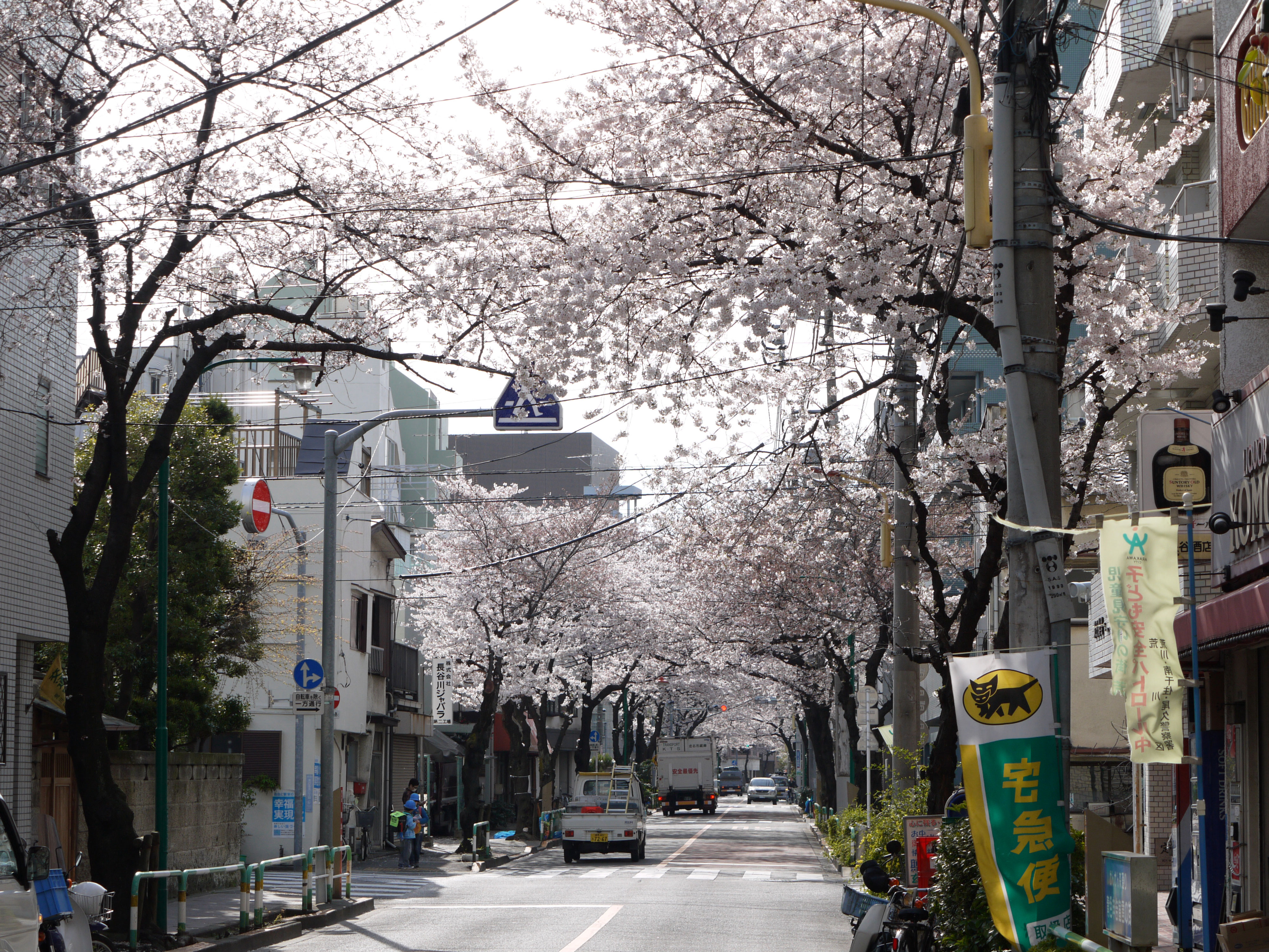 桜の様子