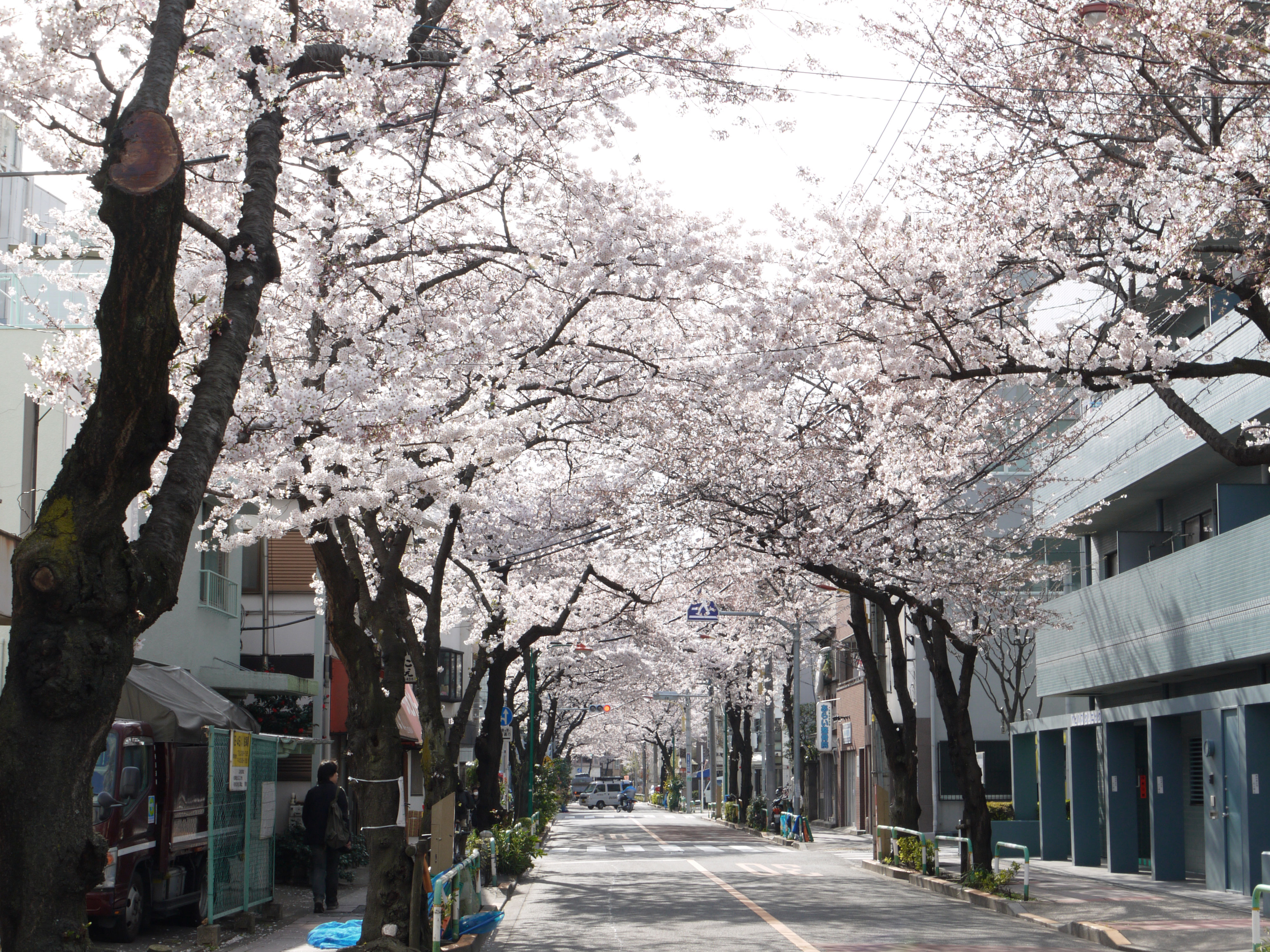 桜の様子