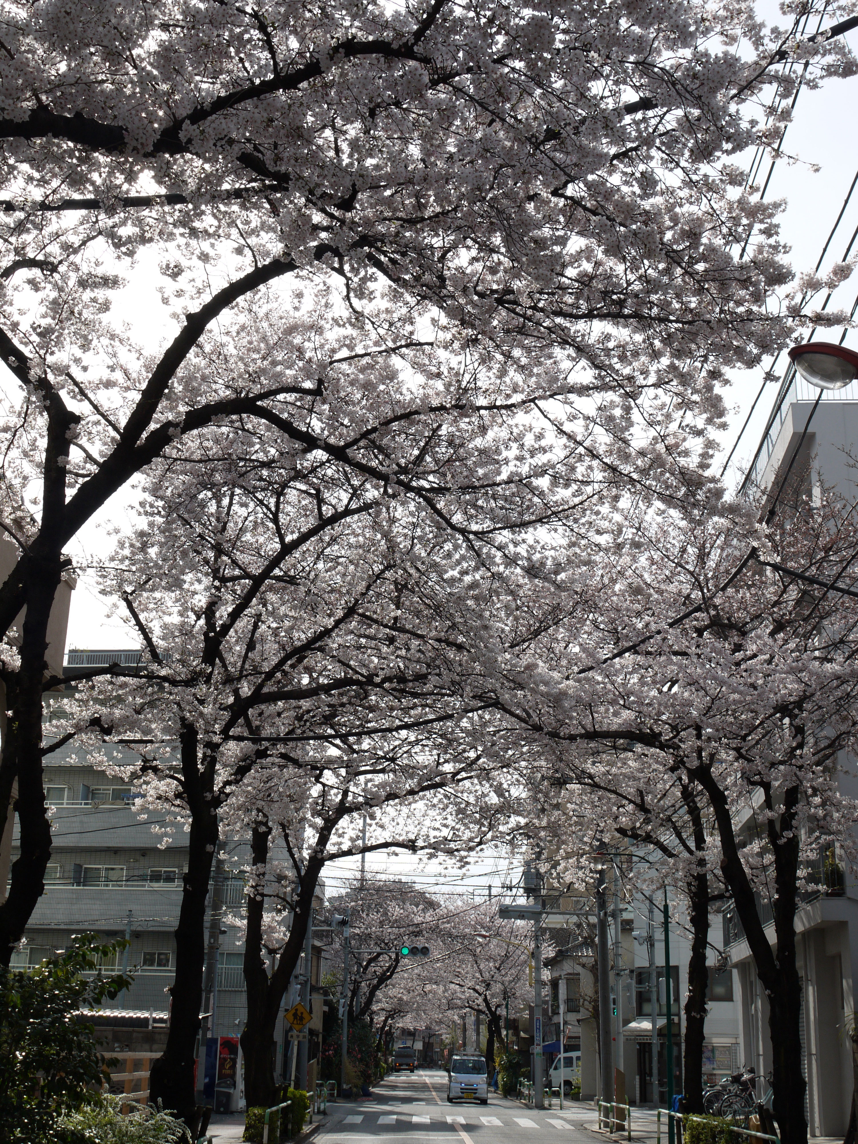 桜の様子