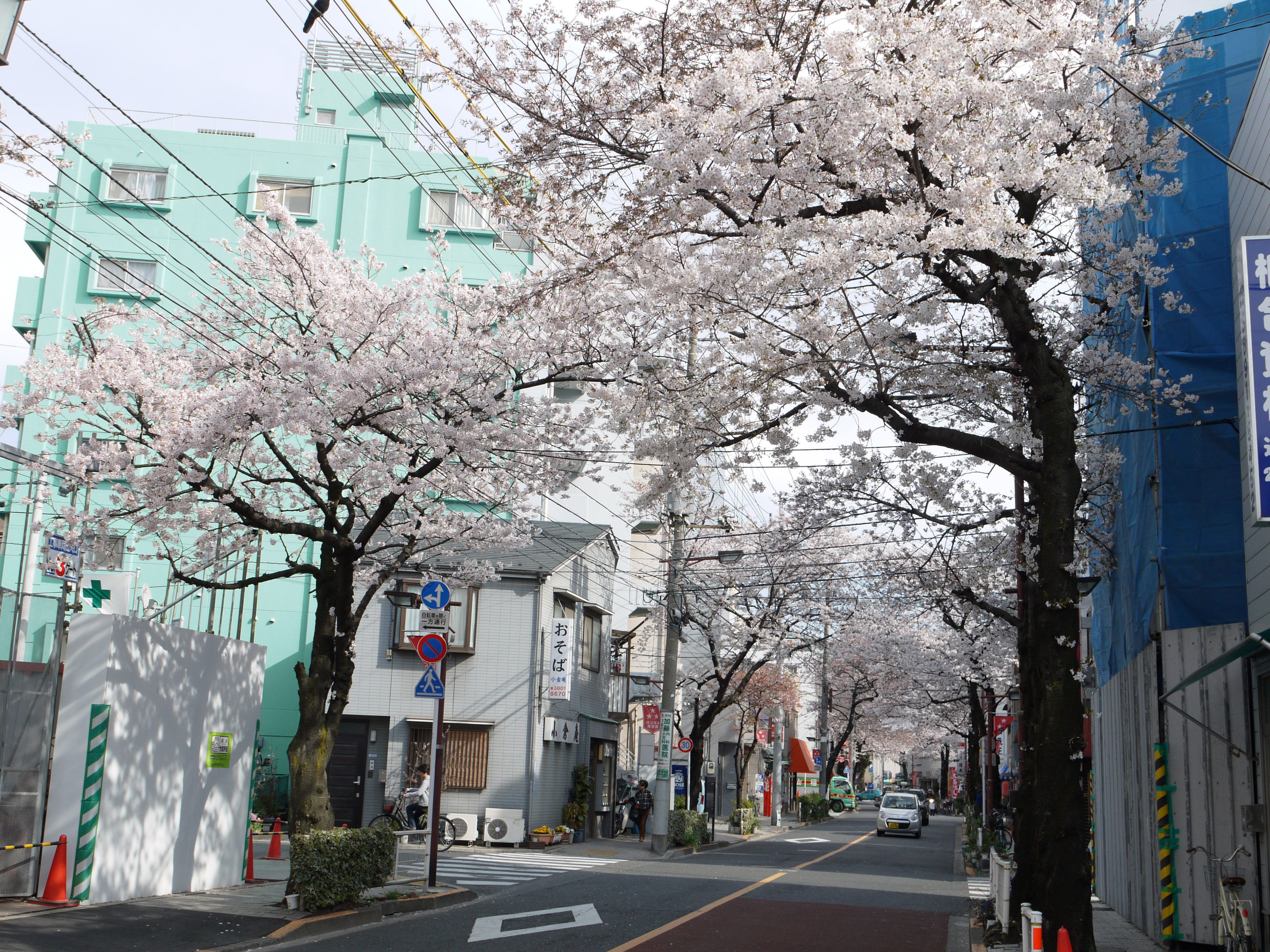 桜の様子