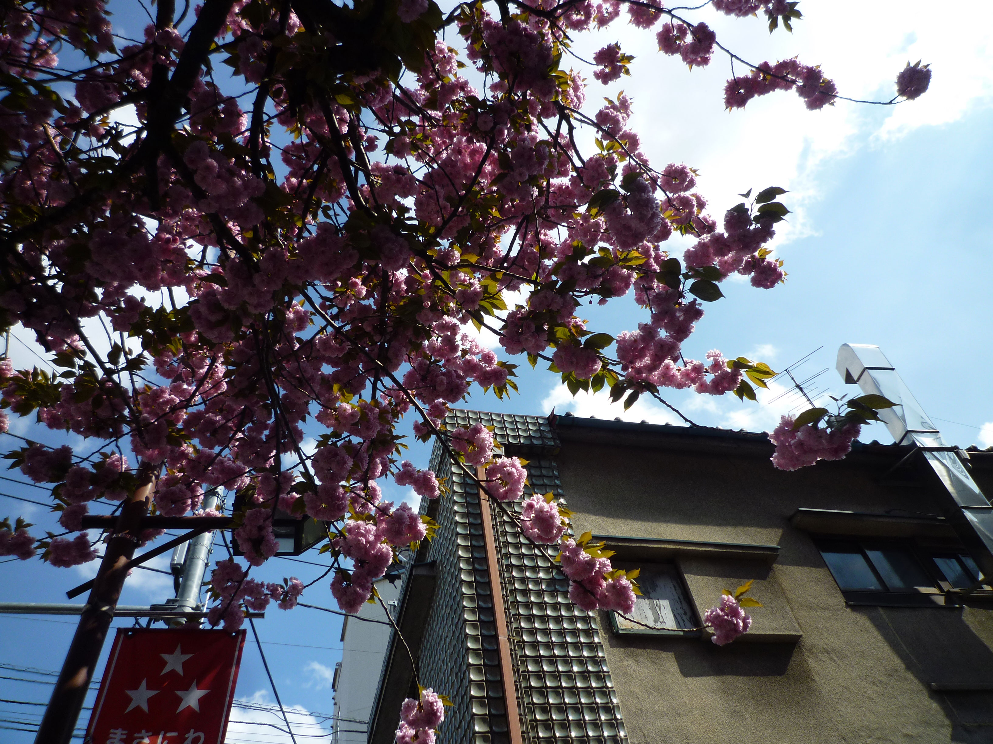 桜の様子