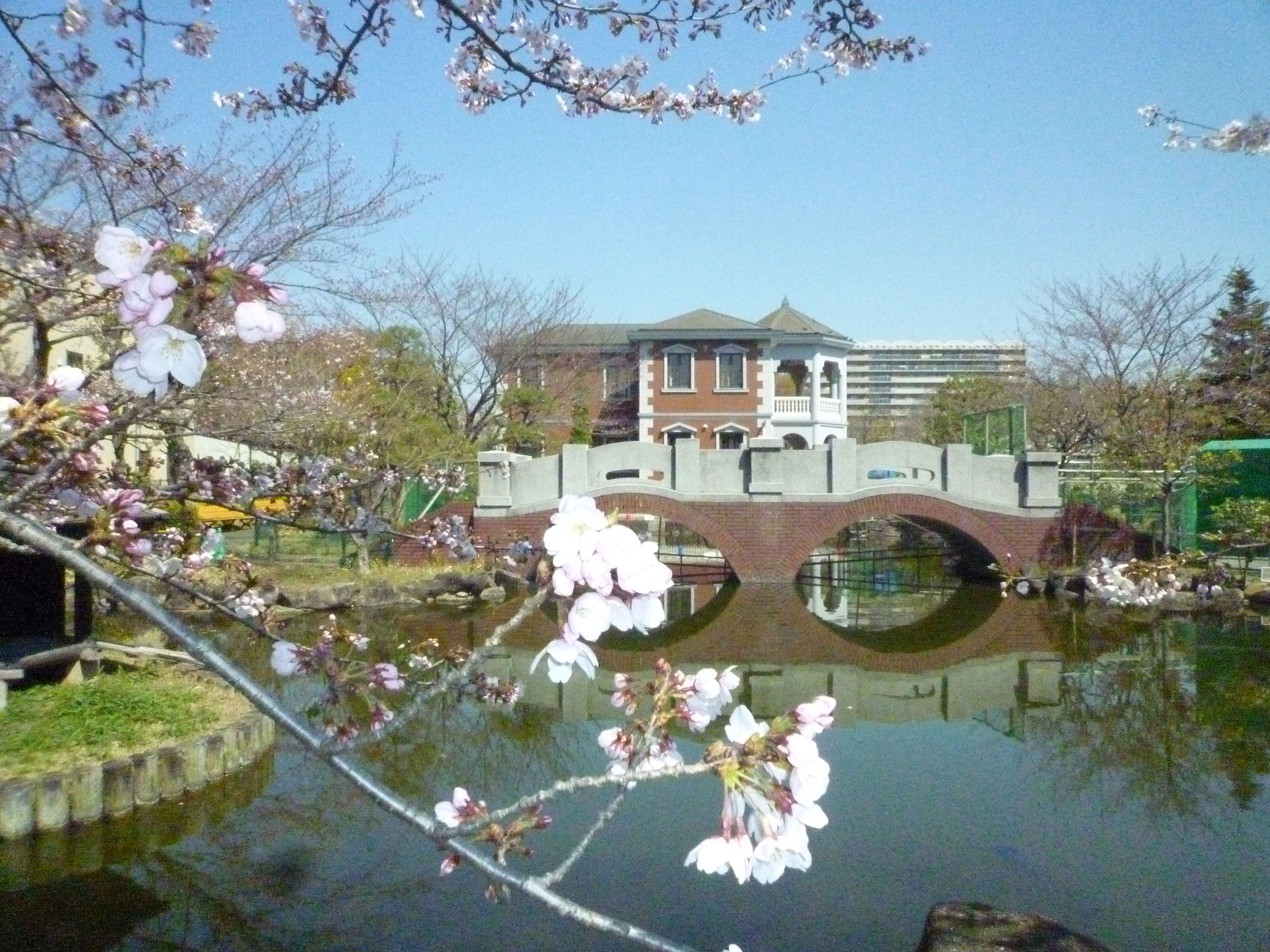 荒川遊園のサクラ1（リニューアル工事中）