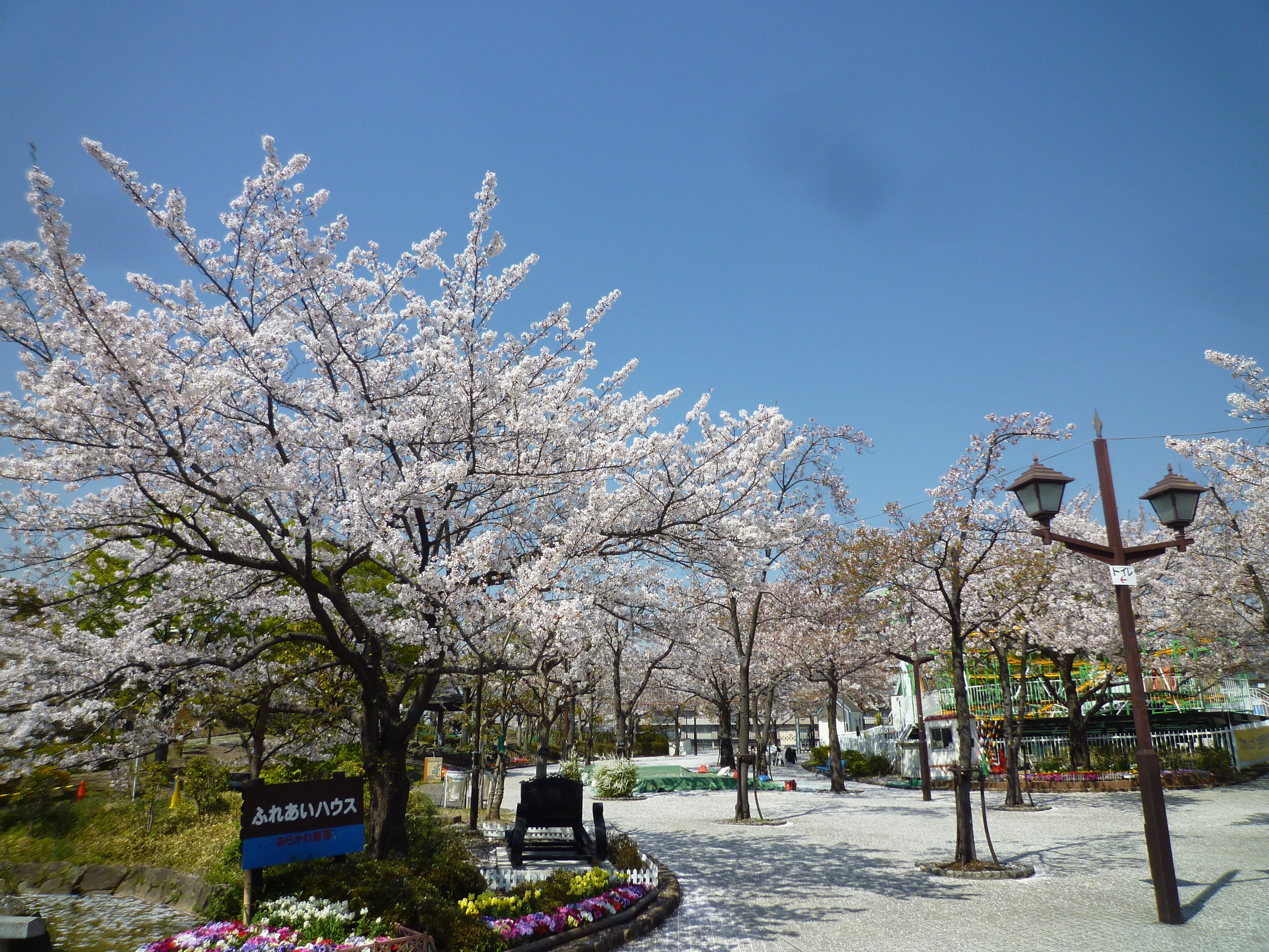 荒川遊園のサクラ2（リニューアル工事中）