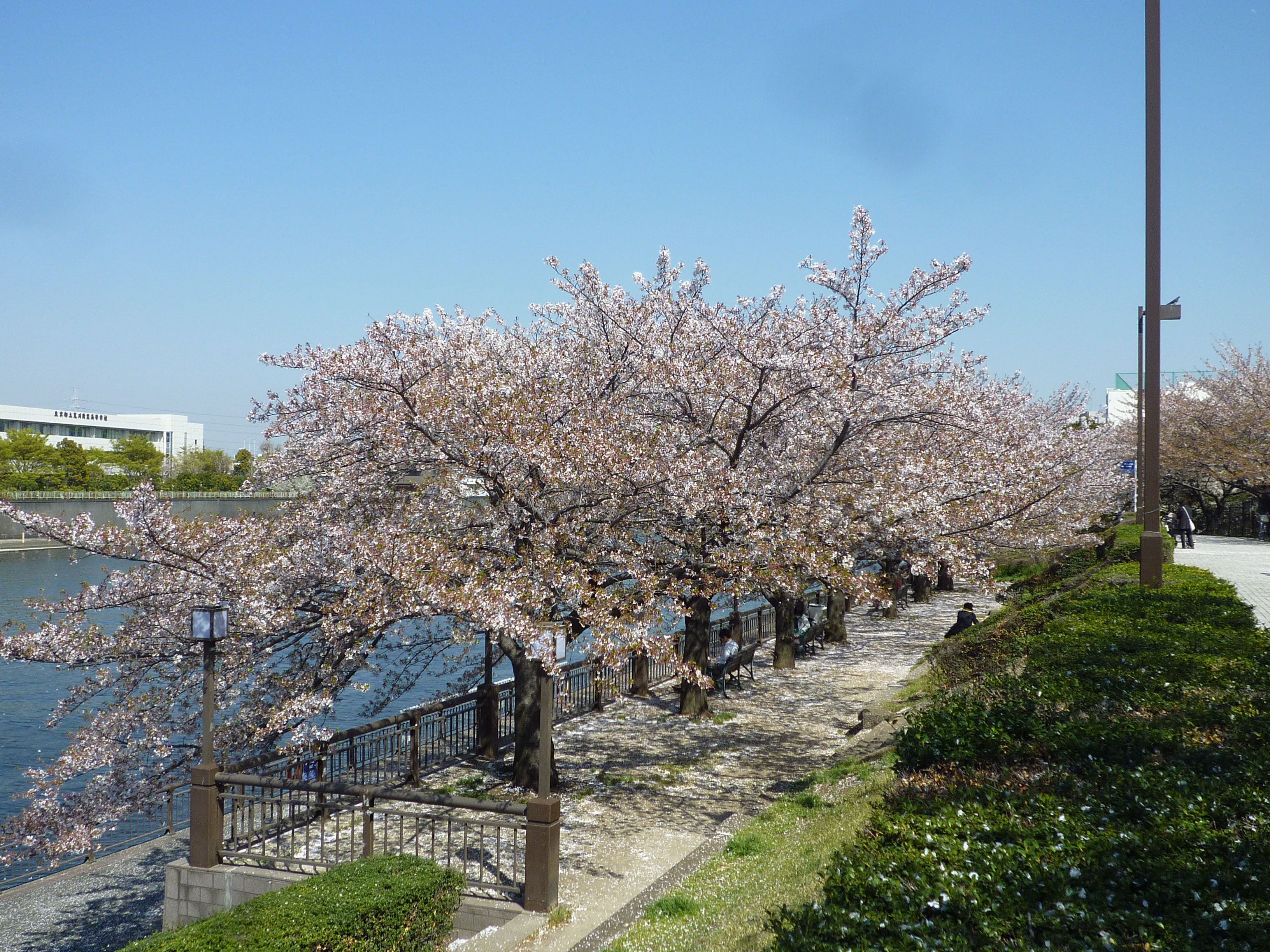 隅田川堤防沿いのサクラ