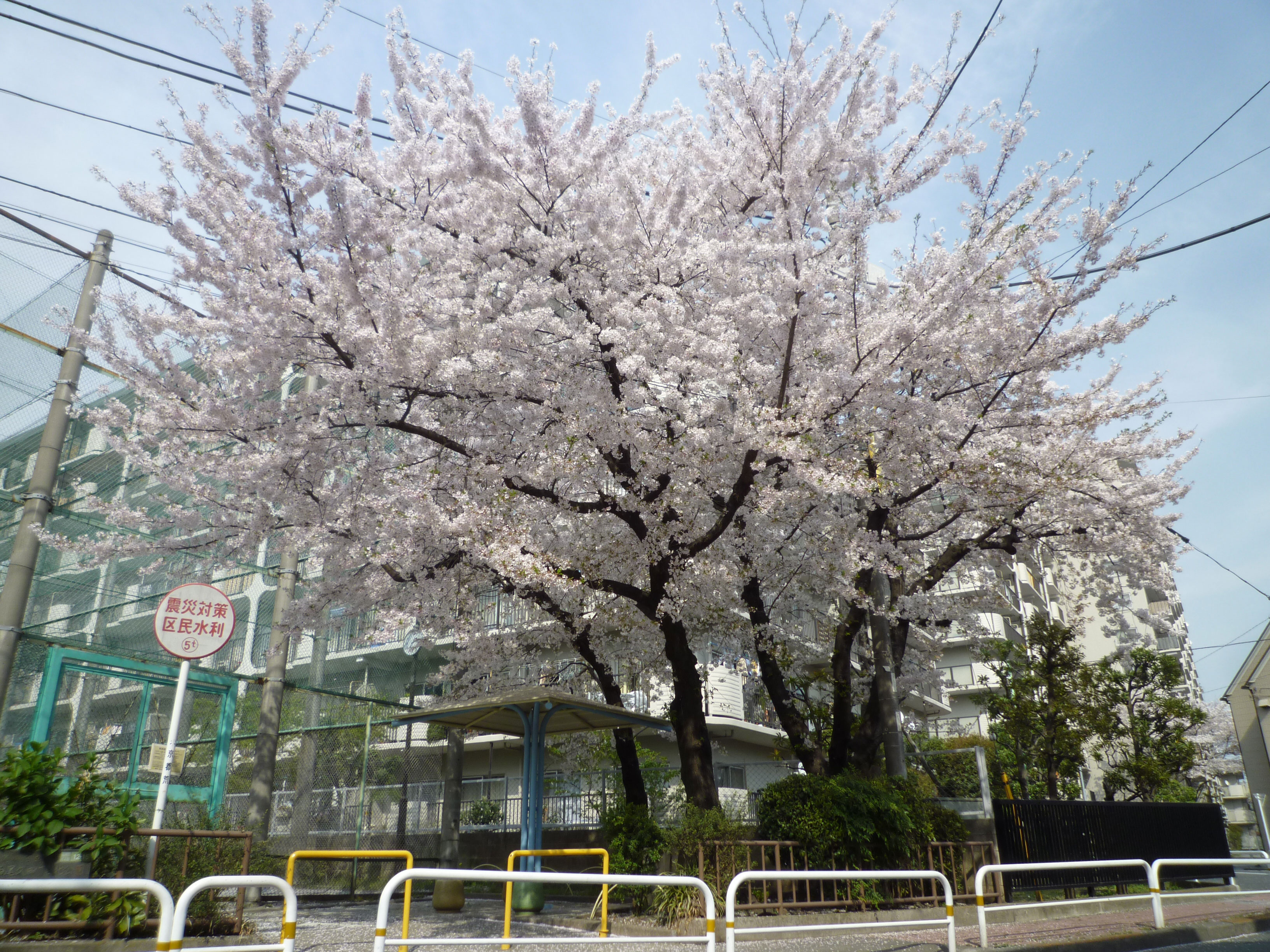 西尾久四丁目北公園のサクラ