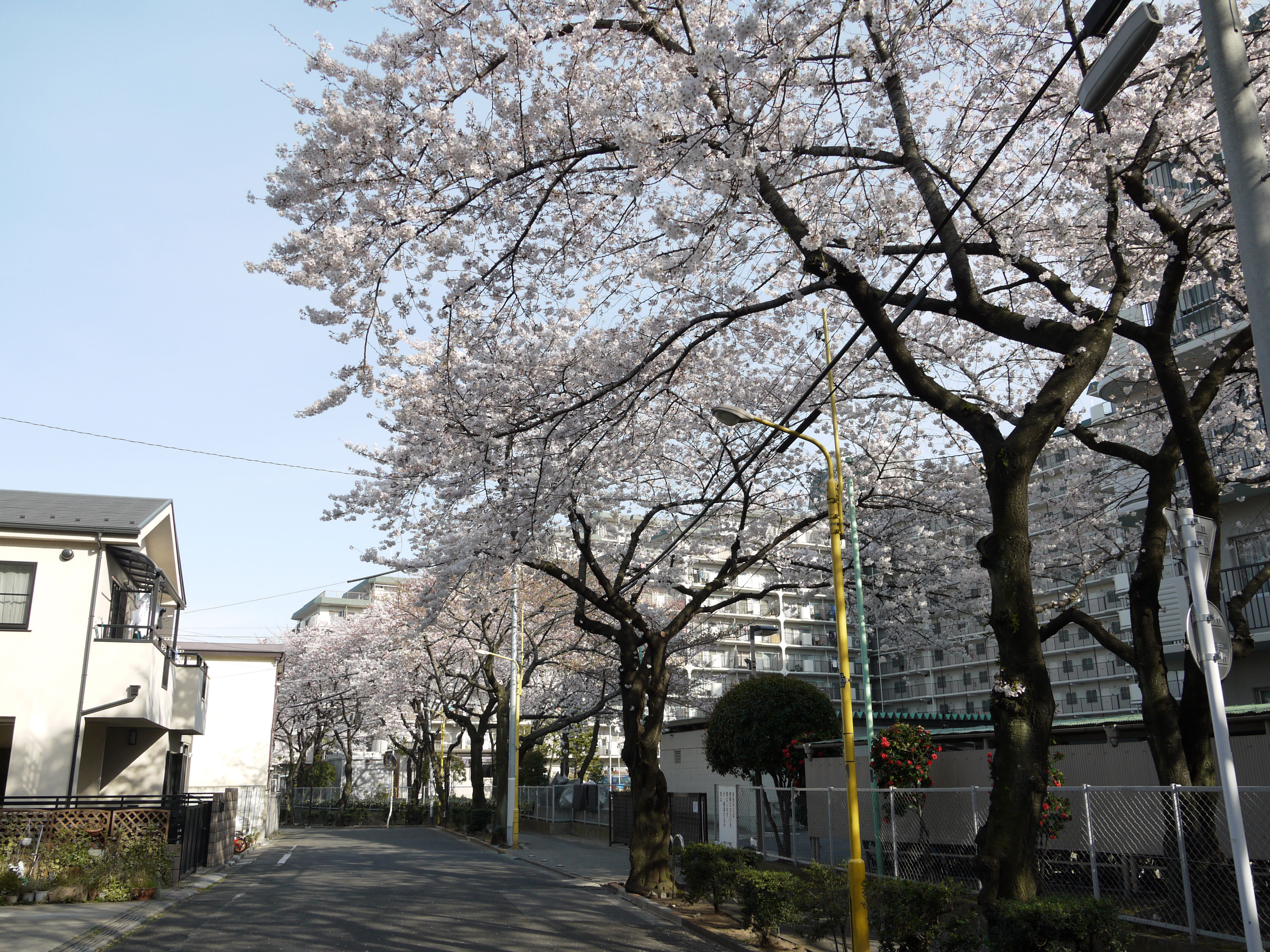 その他西尾久四丁目付近のサクラ