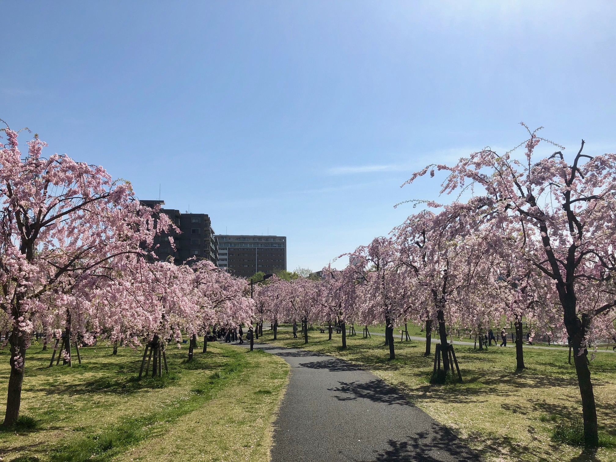 尾久の原公園のシダレザクラ2