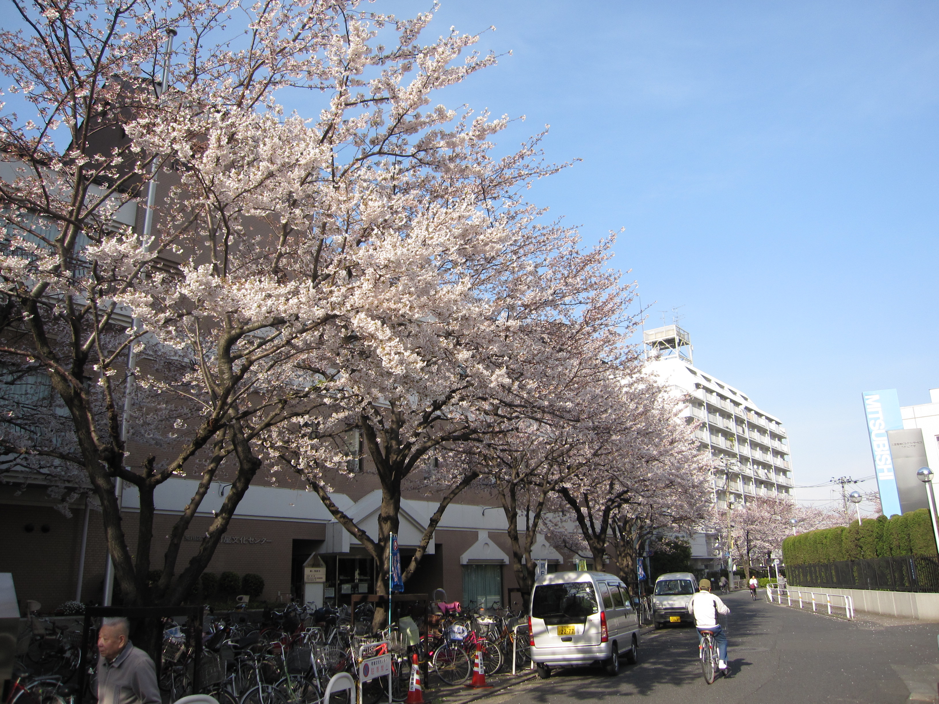 町屋文化センター前のサクラ