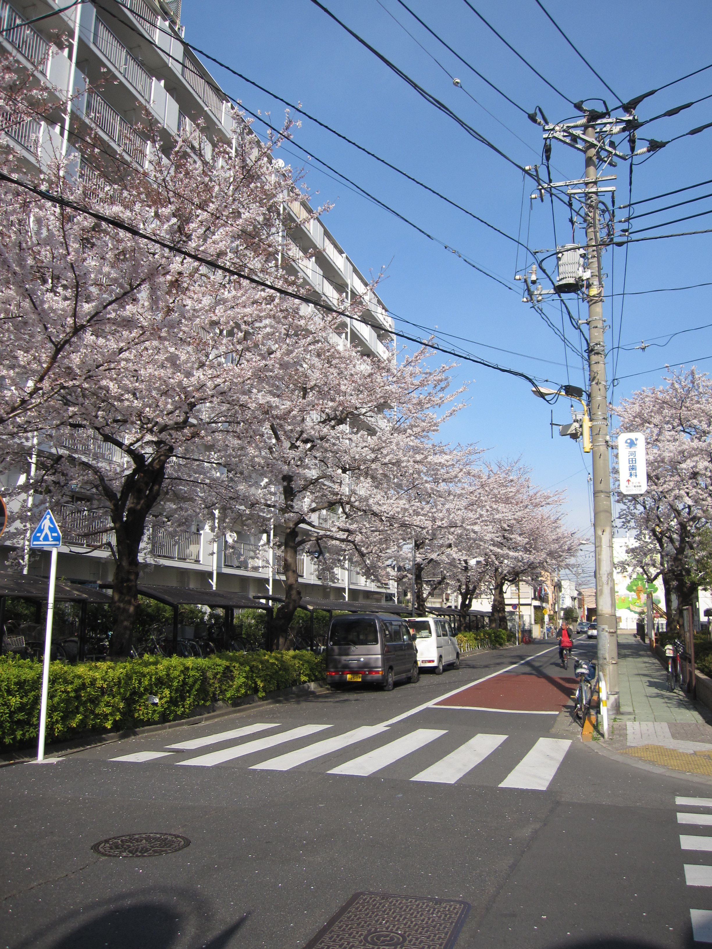 町屋文化センター周辺のサクラ