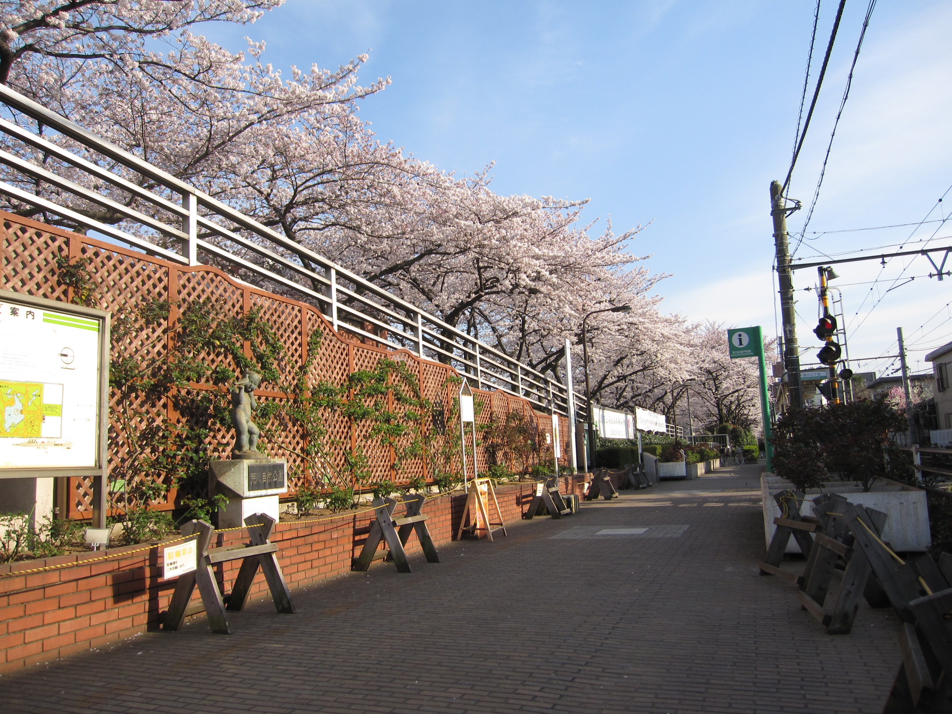 荒川二丁目停留場前のサクラ