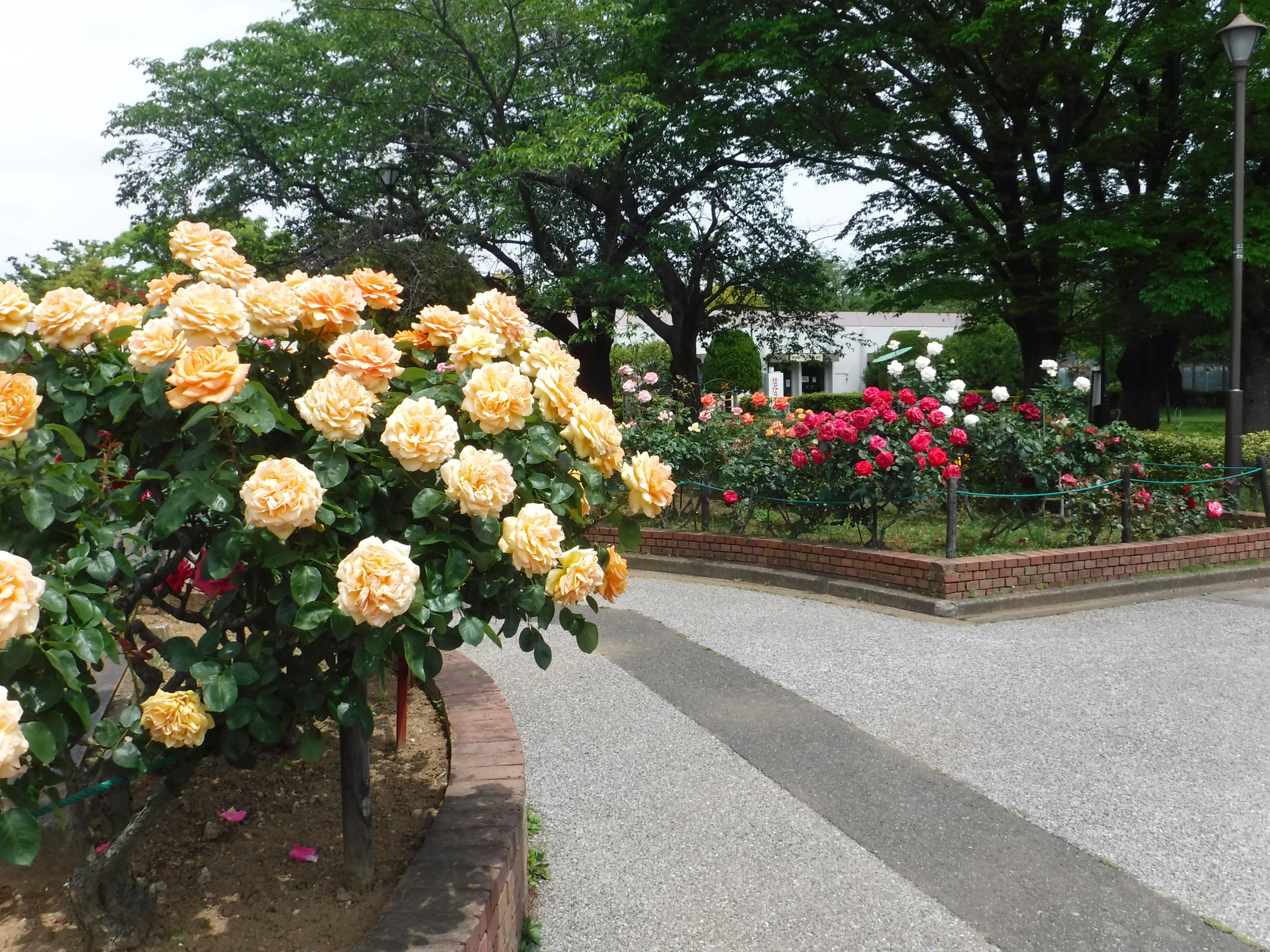 自然公園のバラ