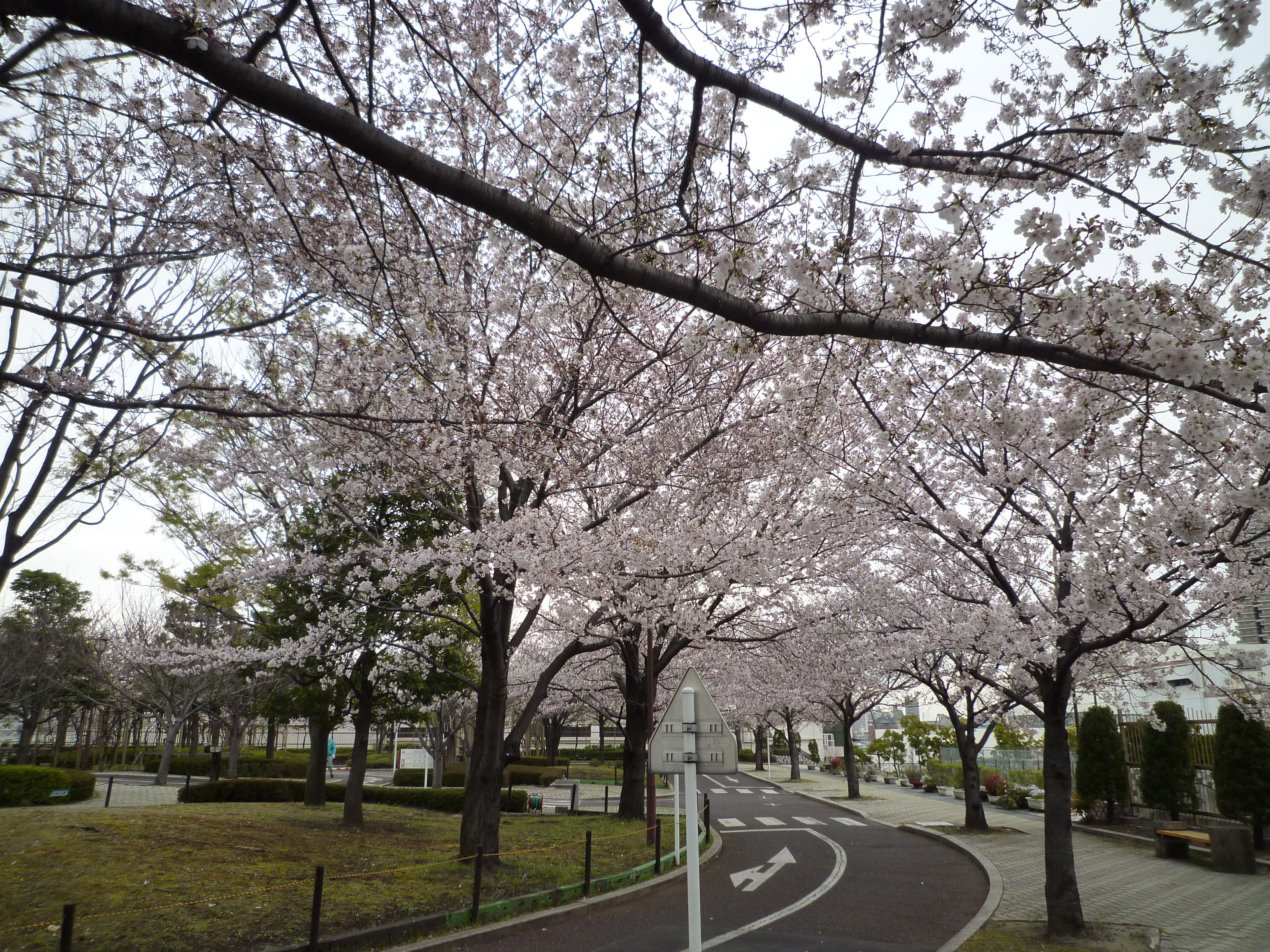 荒川自然公園のサクラ