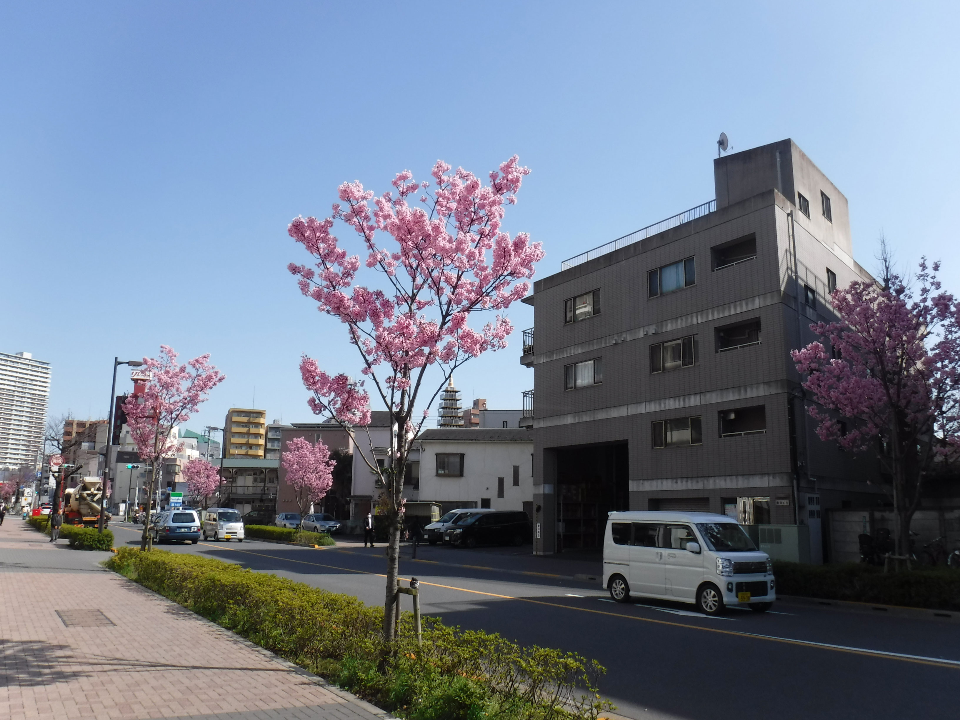 千住間道のサクラ