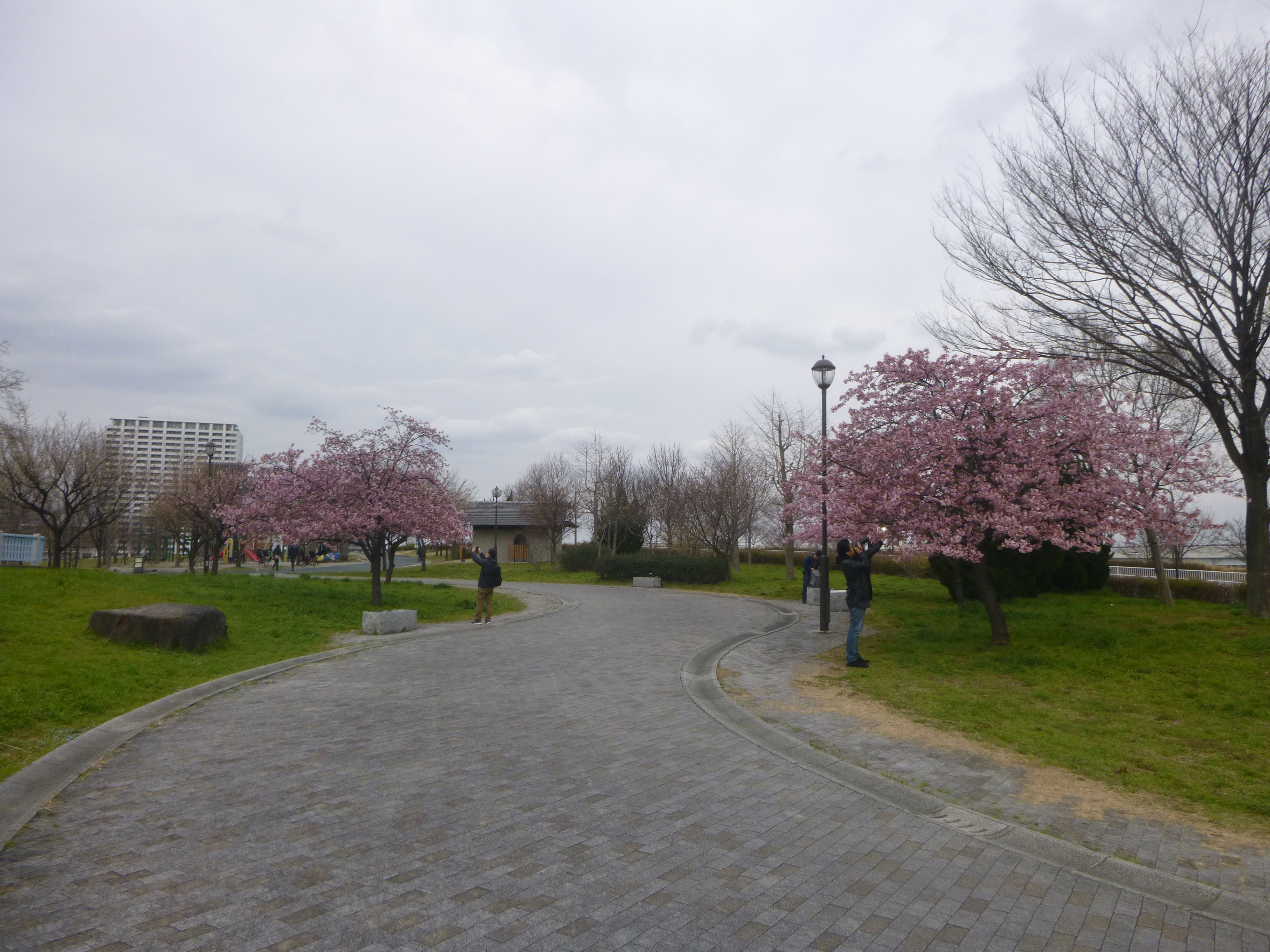 汐入公園のサクラ1