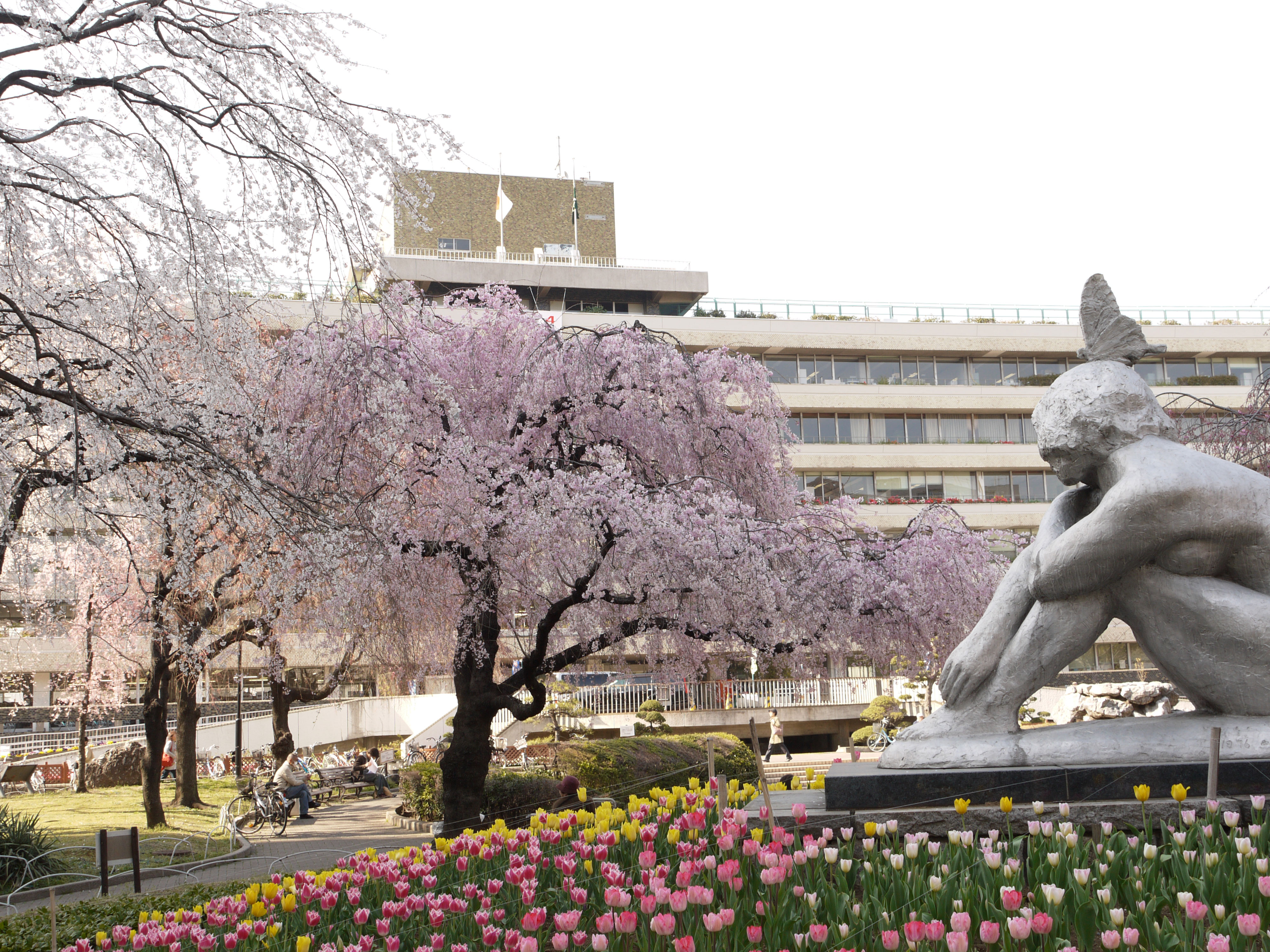 荒川公園の花壇とサクラ