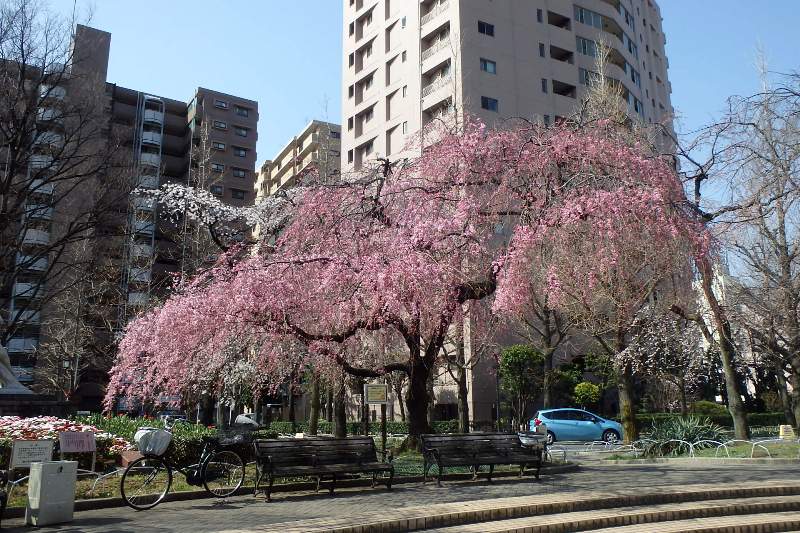 荒川公園のサクラ1