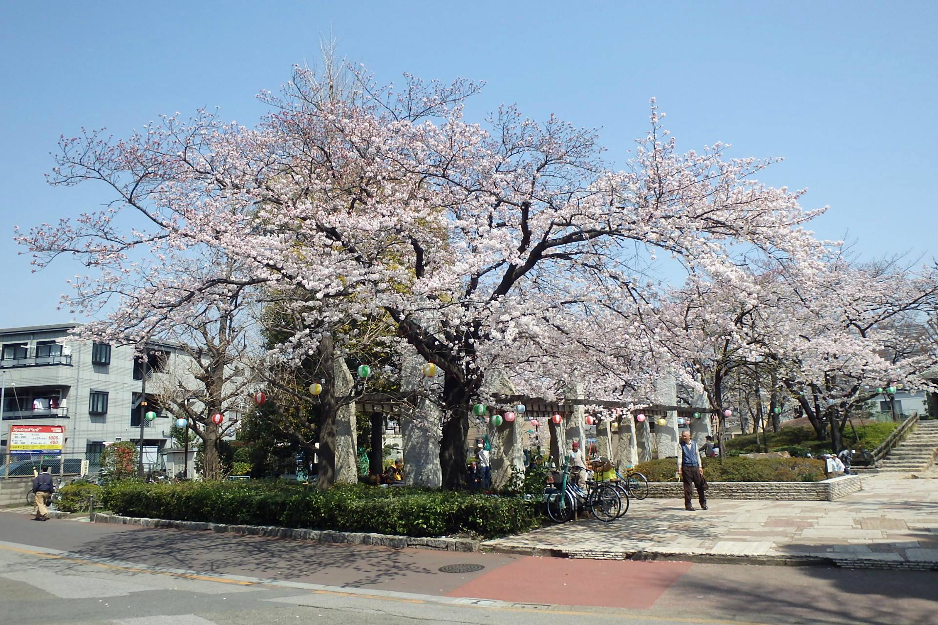 荒川公園のサクラ2