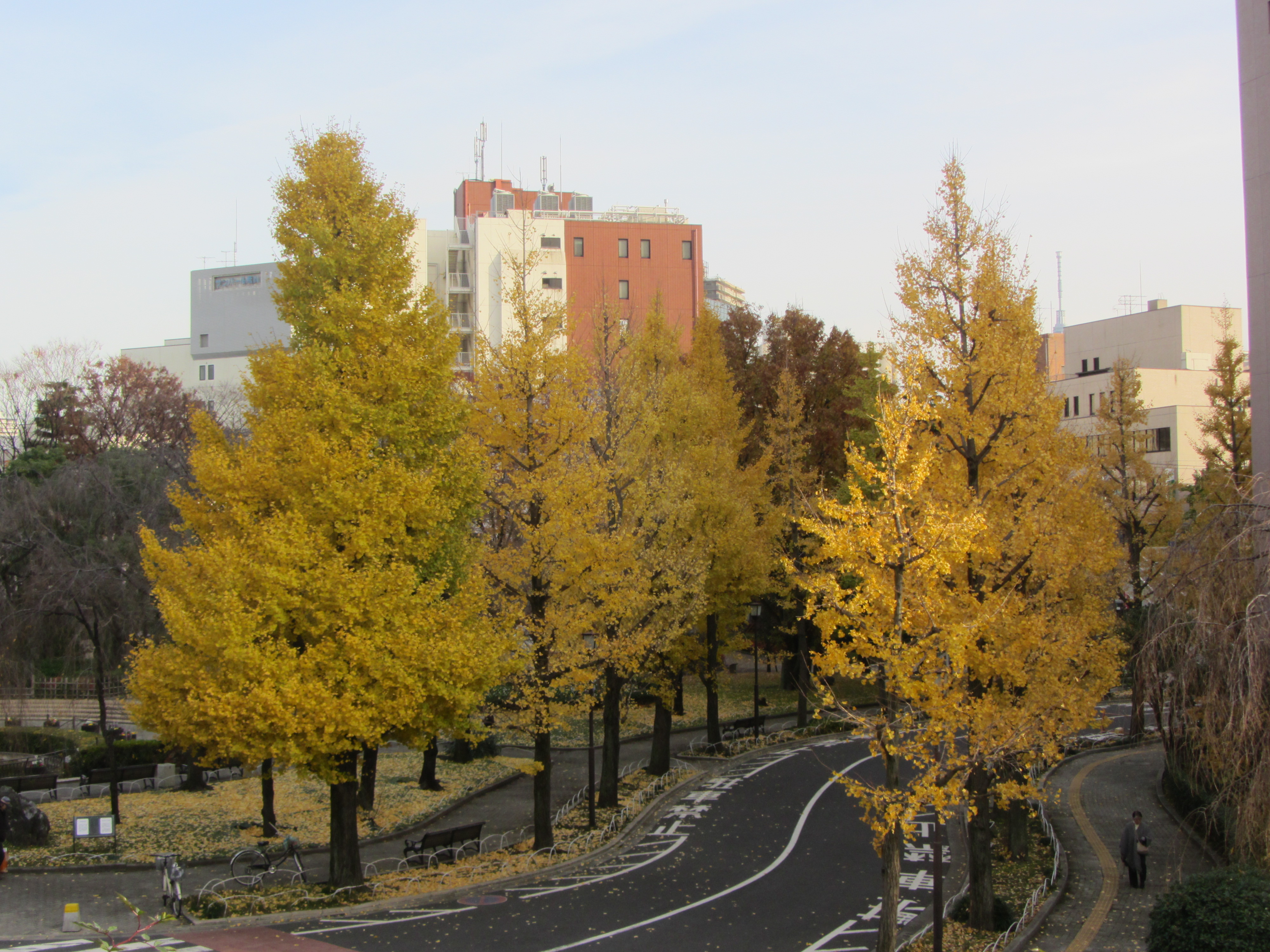 荒川公園のイチョウ