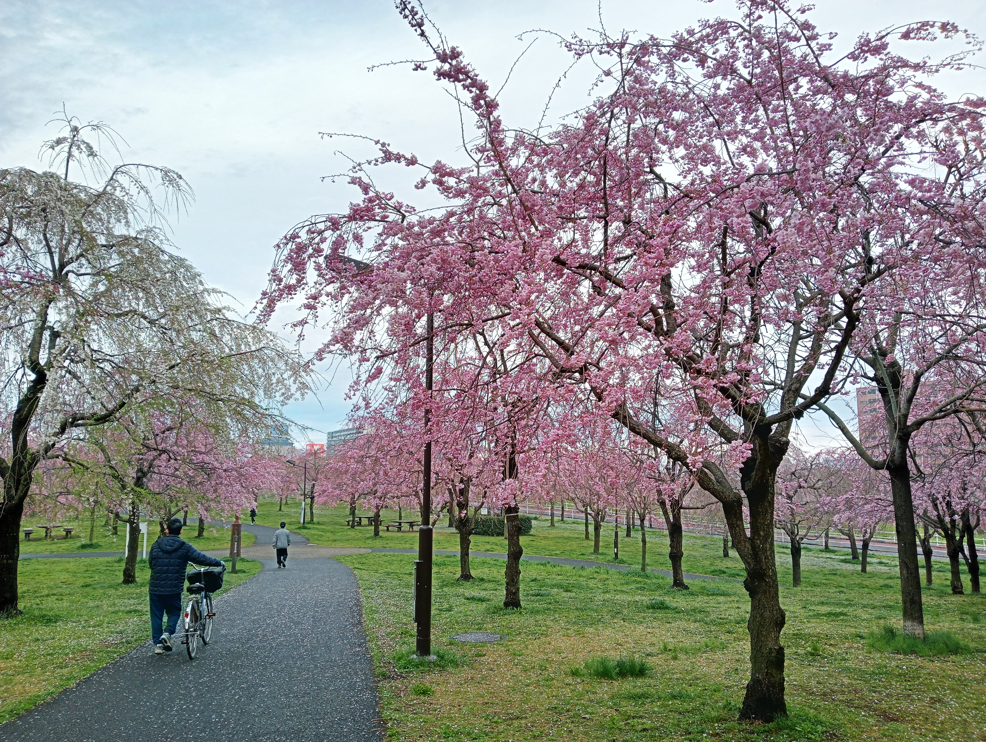 佳作(ダンさん)