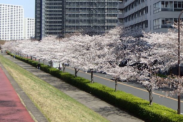 さくら堤通り