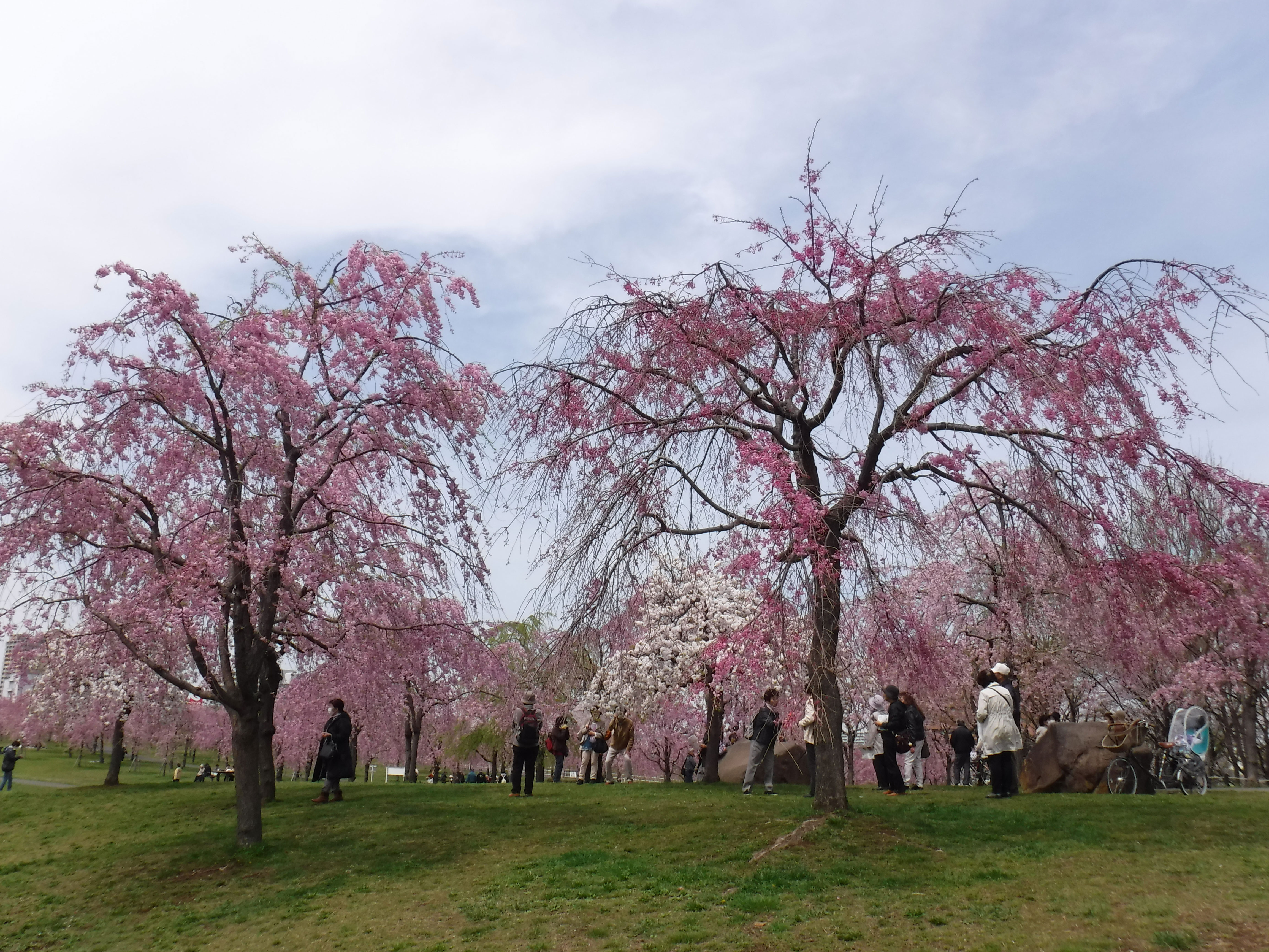 尾久の原公園のシダレザクラ1