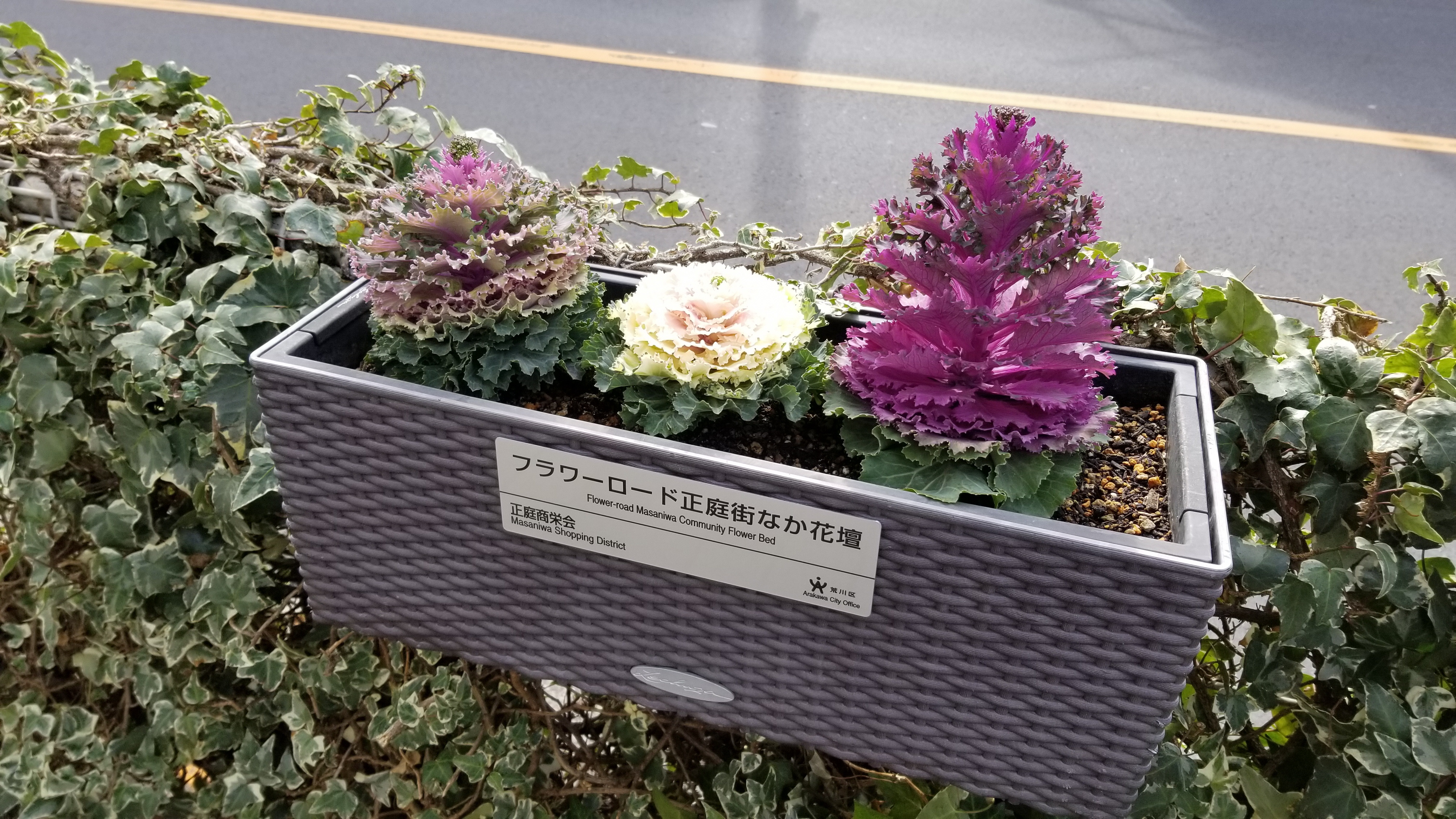 花壇の写真