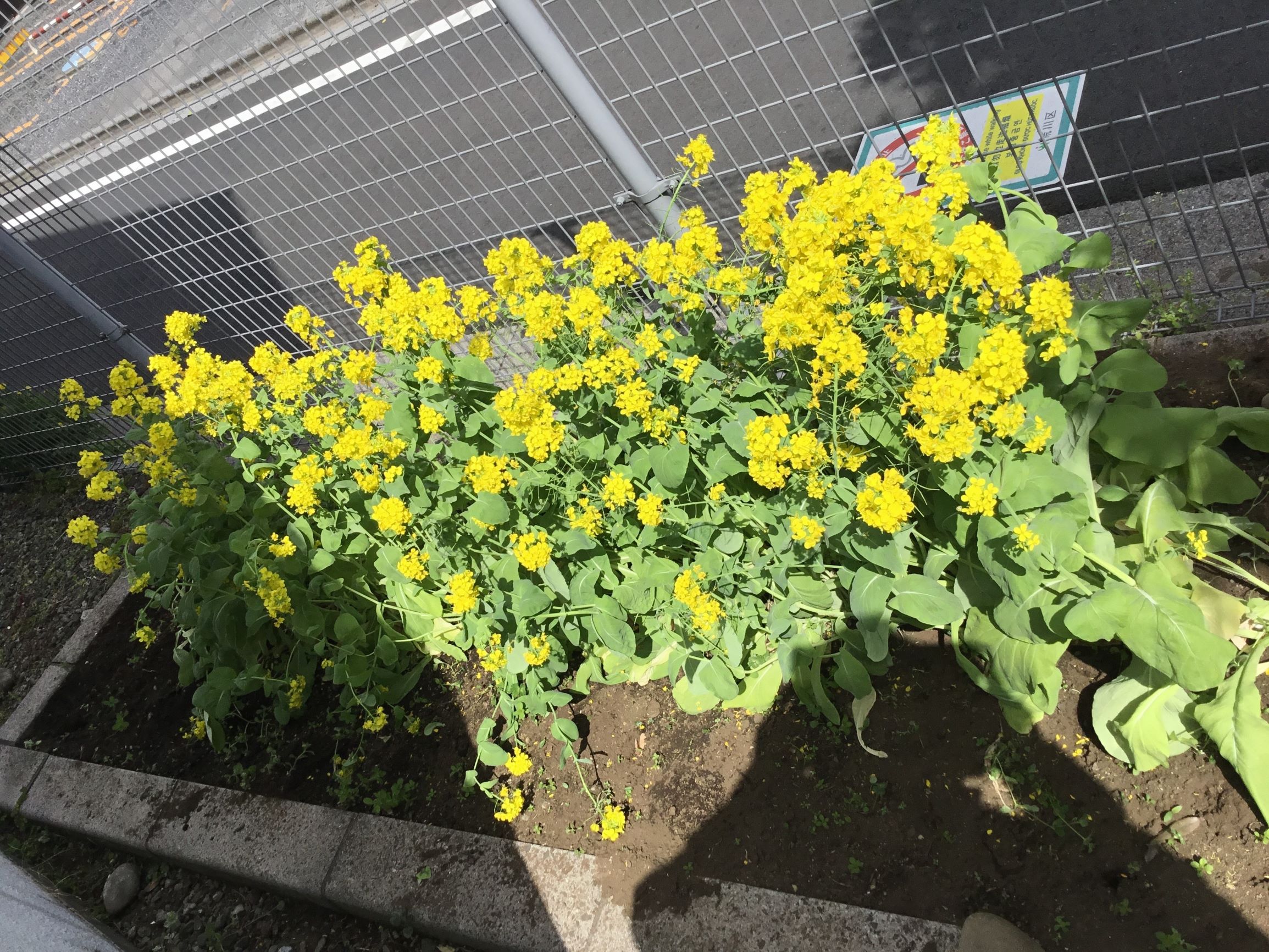 三河島菜の花