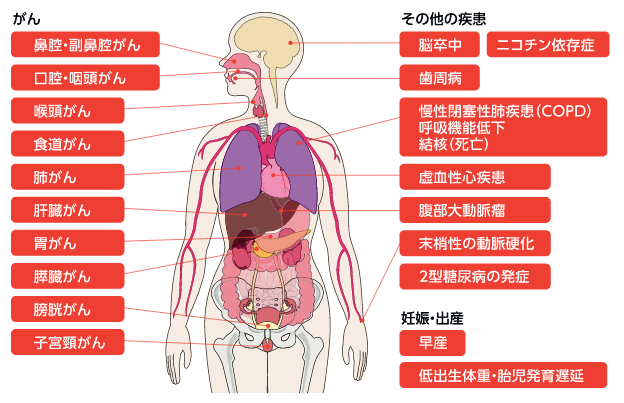 全身に及ぼす喫煙の健康被害