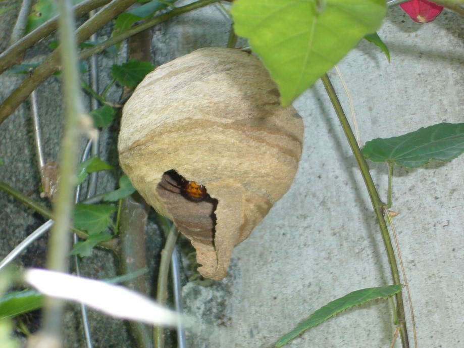 作り始めのスズメバチの巣