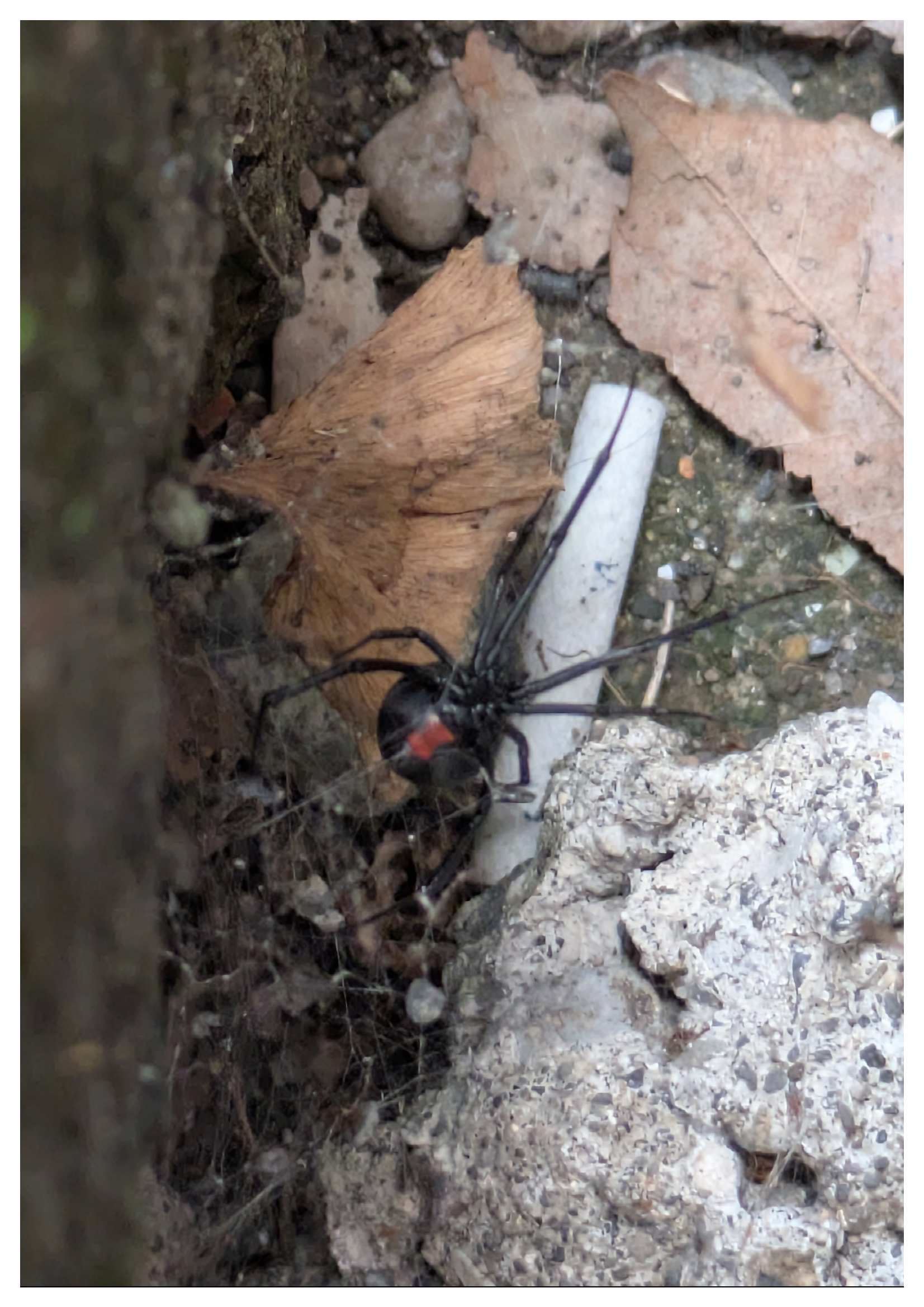セアカゴケグモ　生息の様子