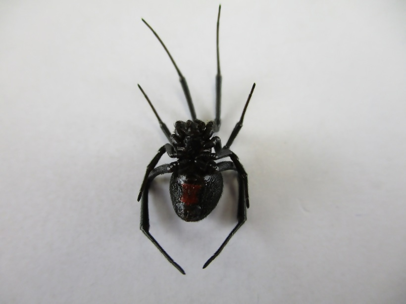 セアカゴケグモ（腹側）