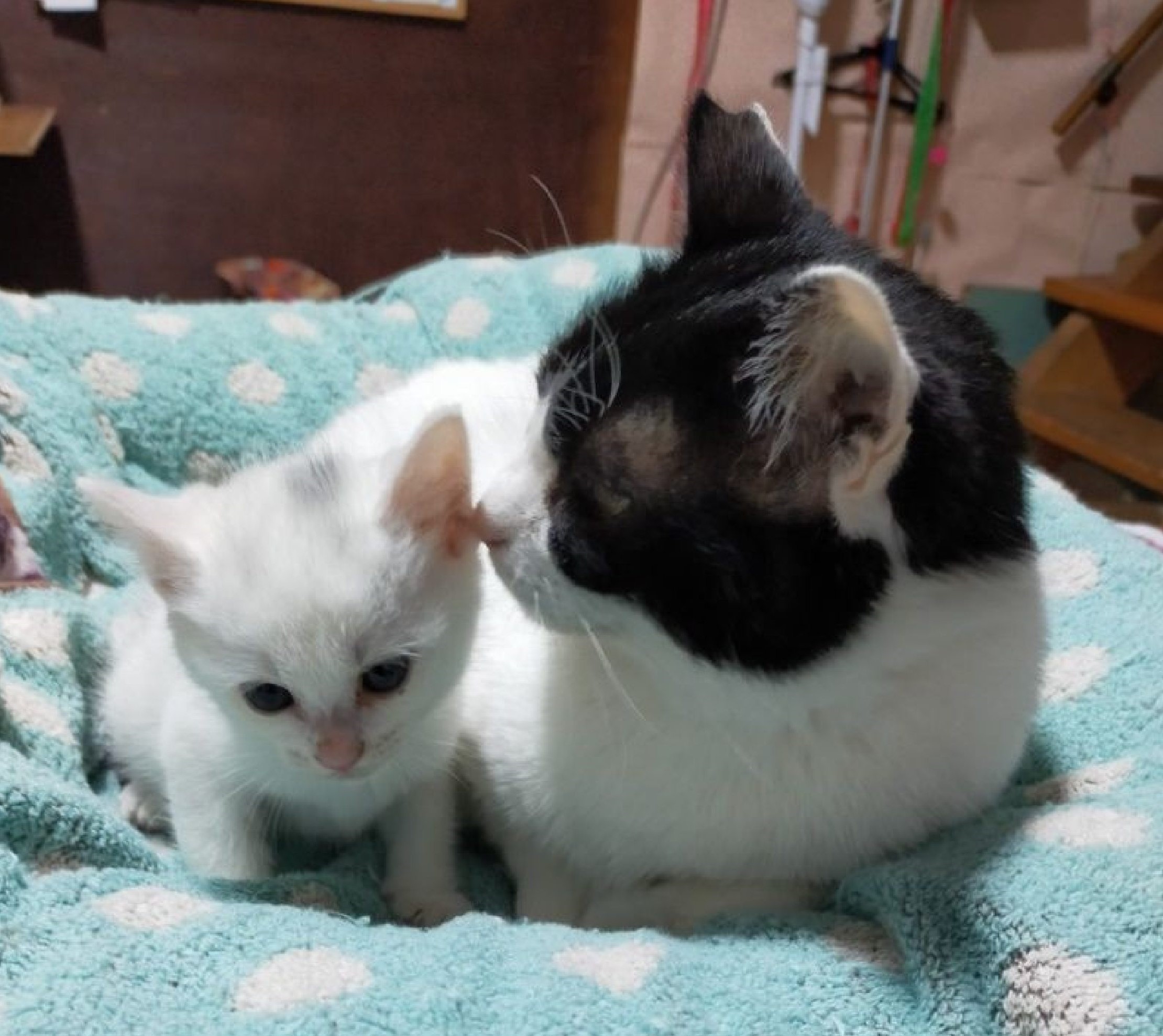親猫と子猫