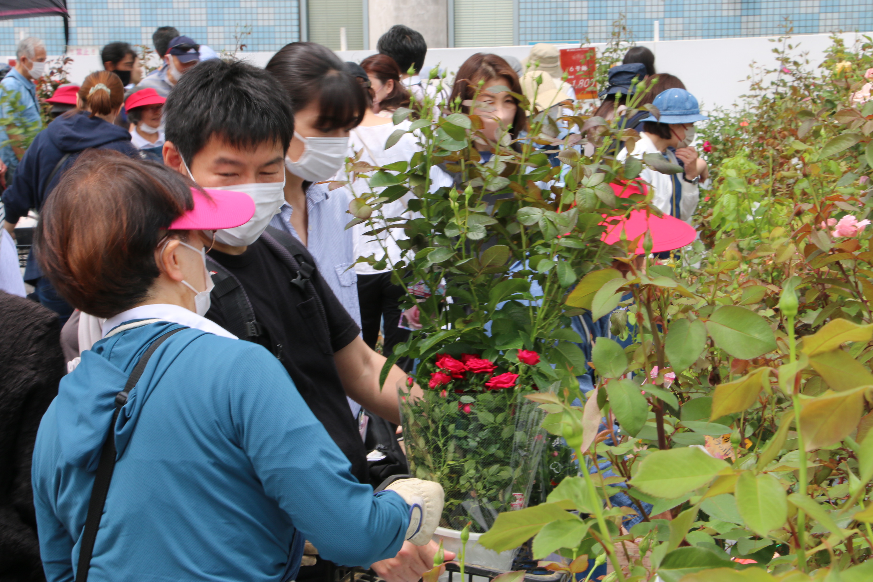 購入するバラの鉢植えを選ぶ来場者