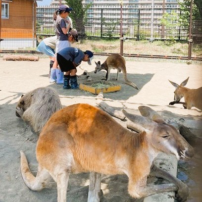 カンガルー