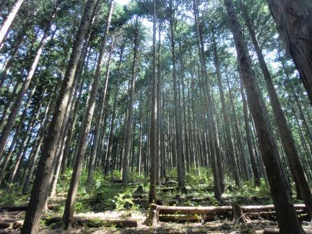 多摩地域の森林