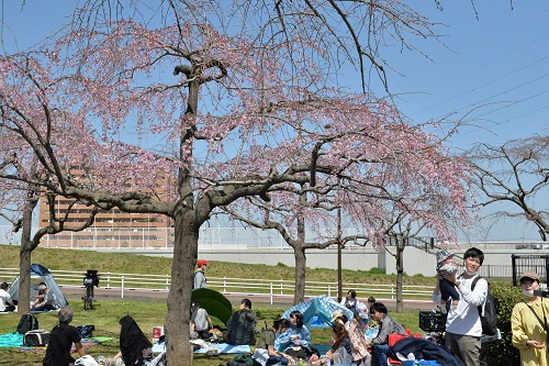 シダレザクラの下で楽しむ様子2