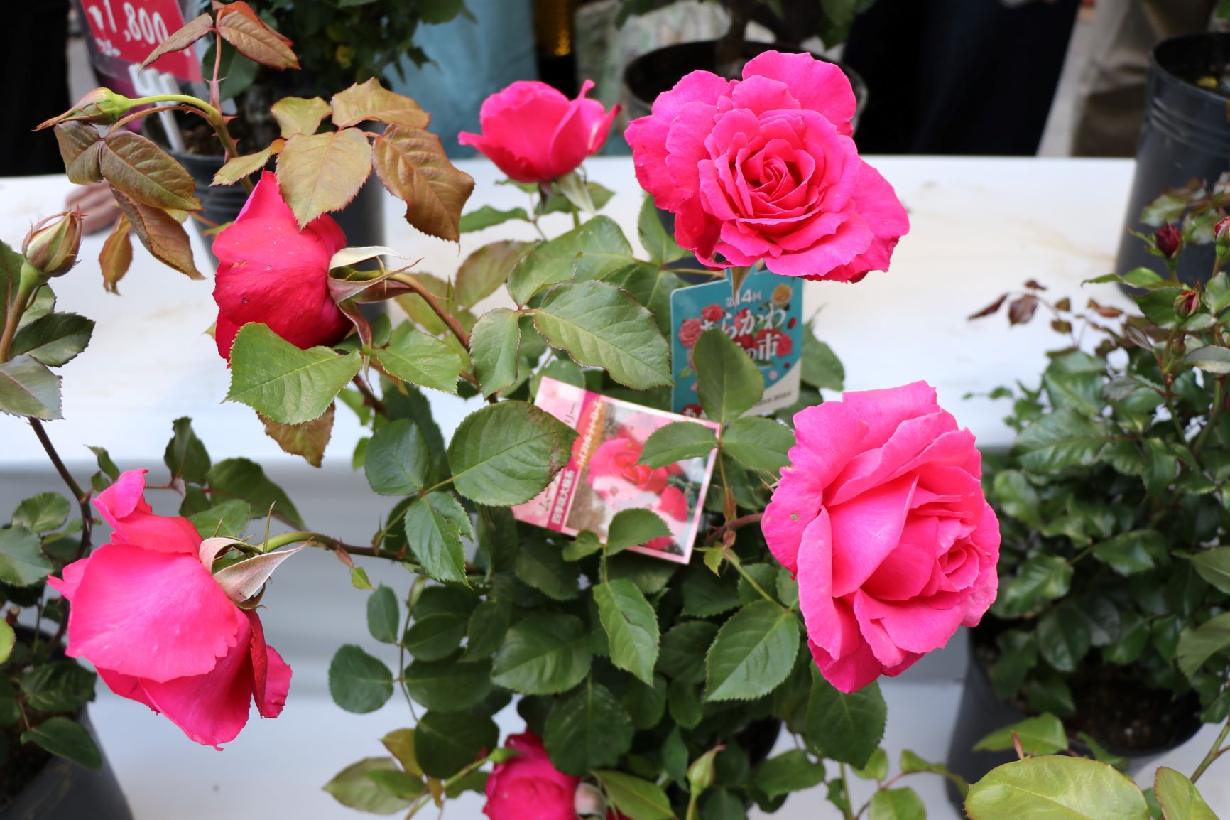 バラの花鉢1